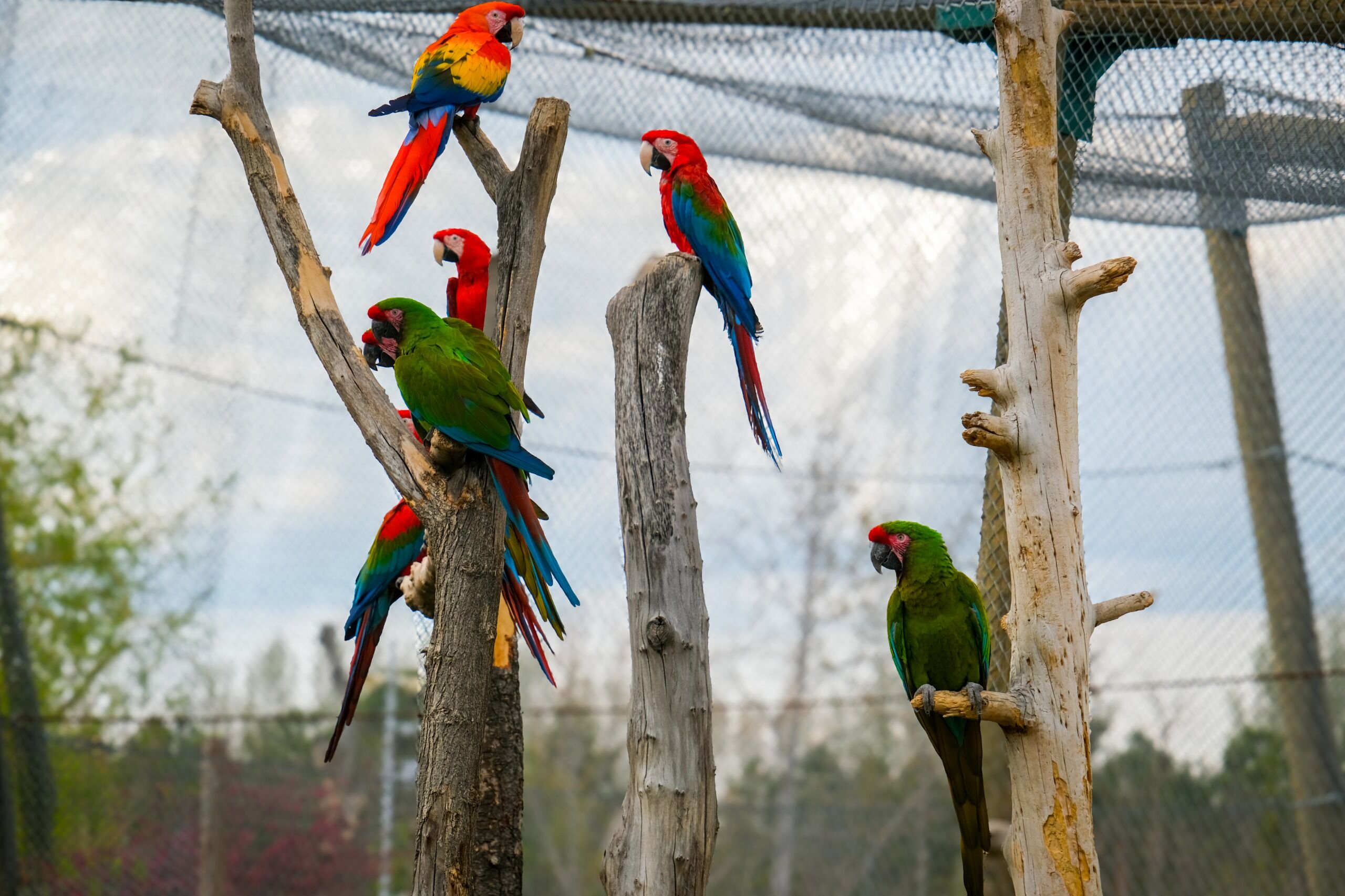 Eskişehir Hayvanat Bahçesi’ne 30 Yeni Tür Geldi (10)