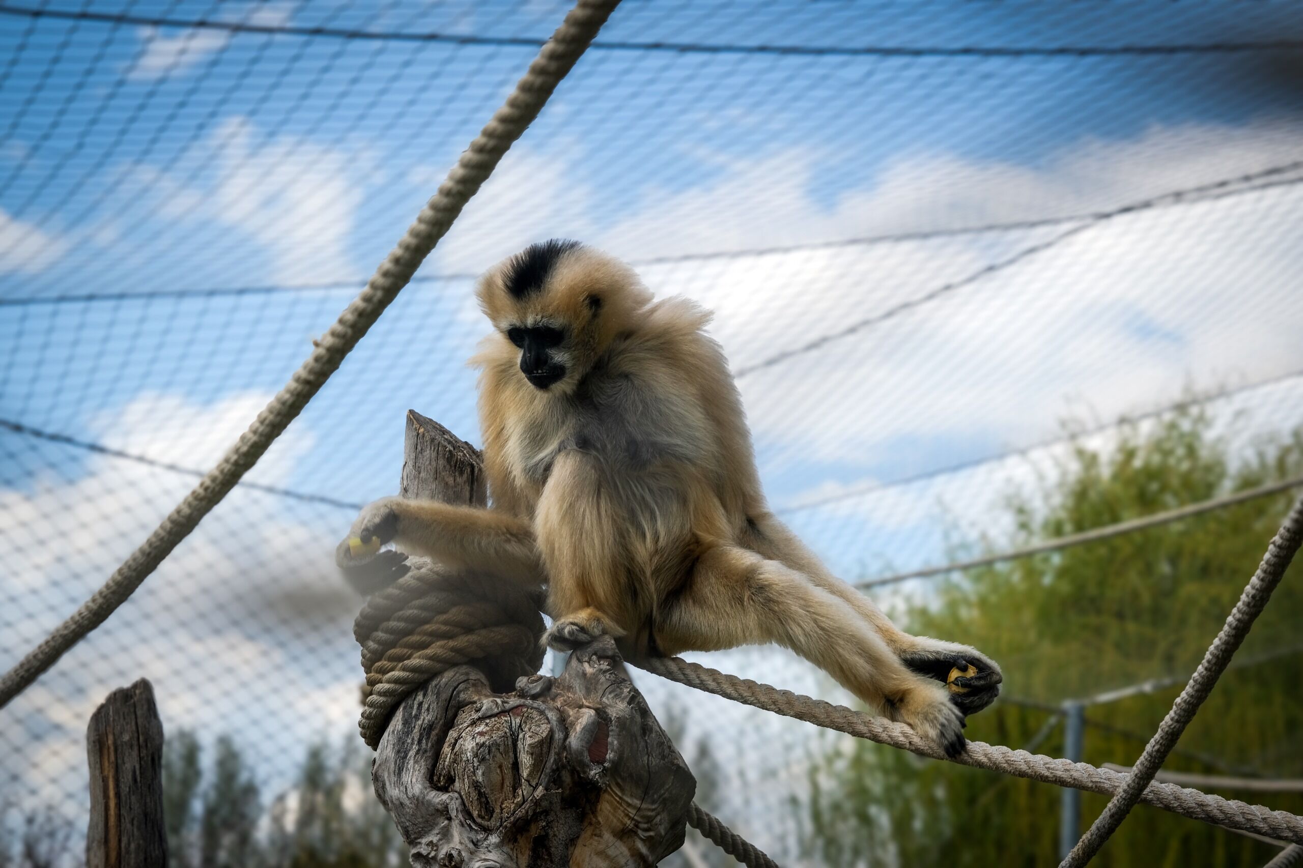 Eskişehir Hayvanat Bahçesi’ne 30 Yeni Tür Geldi (11)