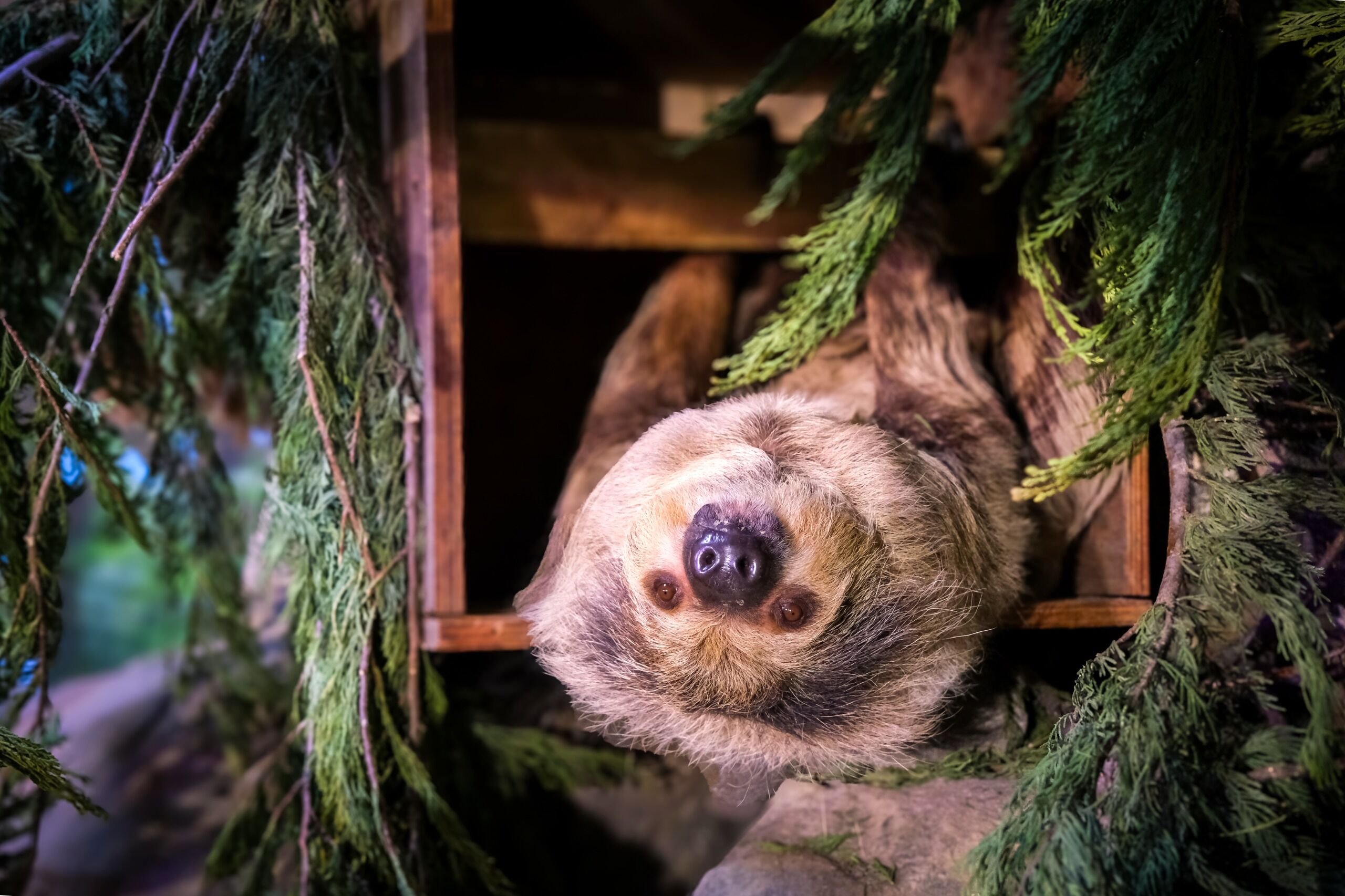 Eskişehir Hayvanat Bahçesi’ne 30 Yeni Tür Geldi (12)
