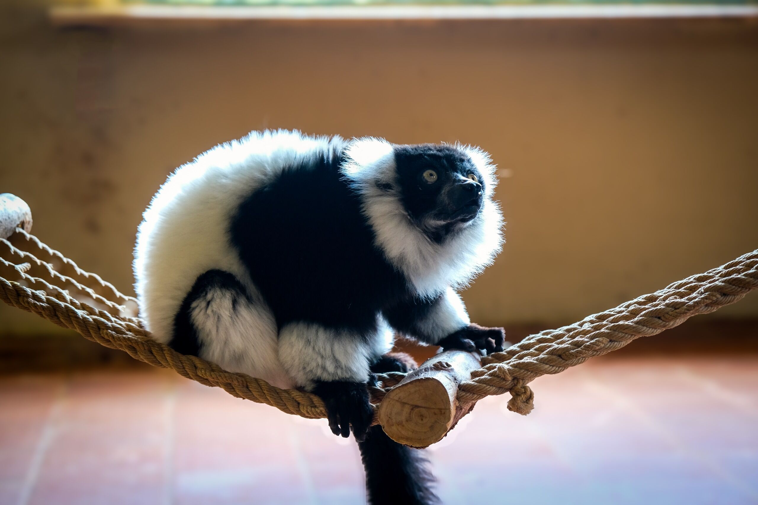 Eskişehir Hayvanat Bahçesi’ne 30 Yeni Tür Geldi (15)