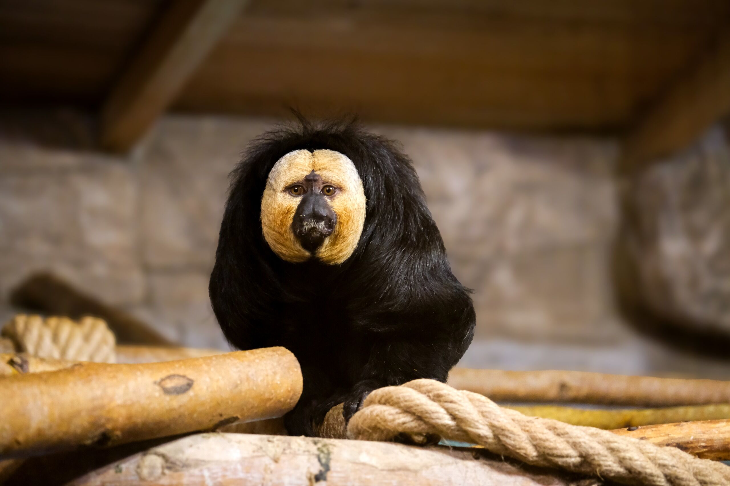 Eskişehir Hayvanat Bahçesi’ne 30 Yeni Tür Geldi (16)