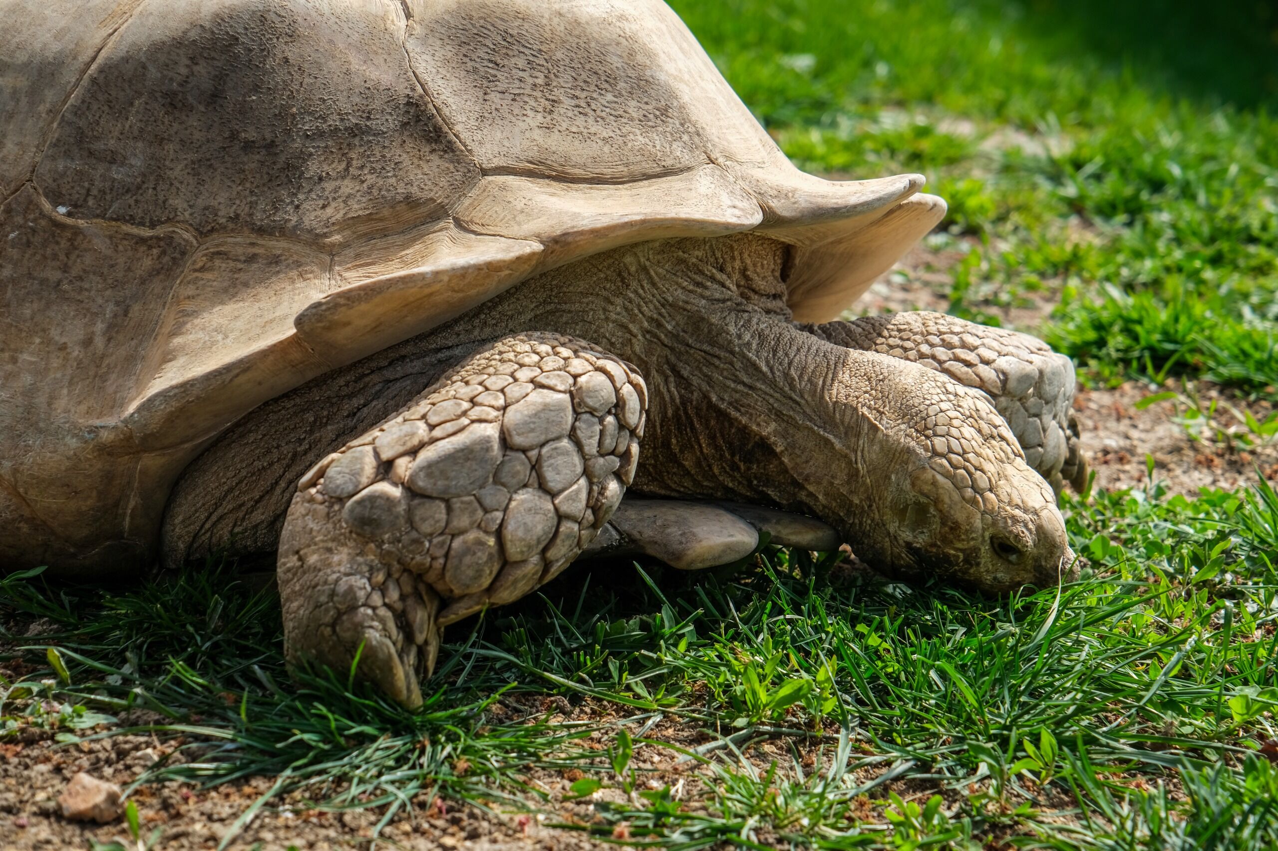 Eskişehir Hayvanat Bahçesi’ne 30 Yeni Tür Geldi (3)