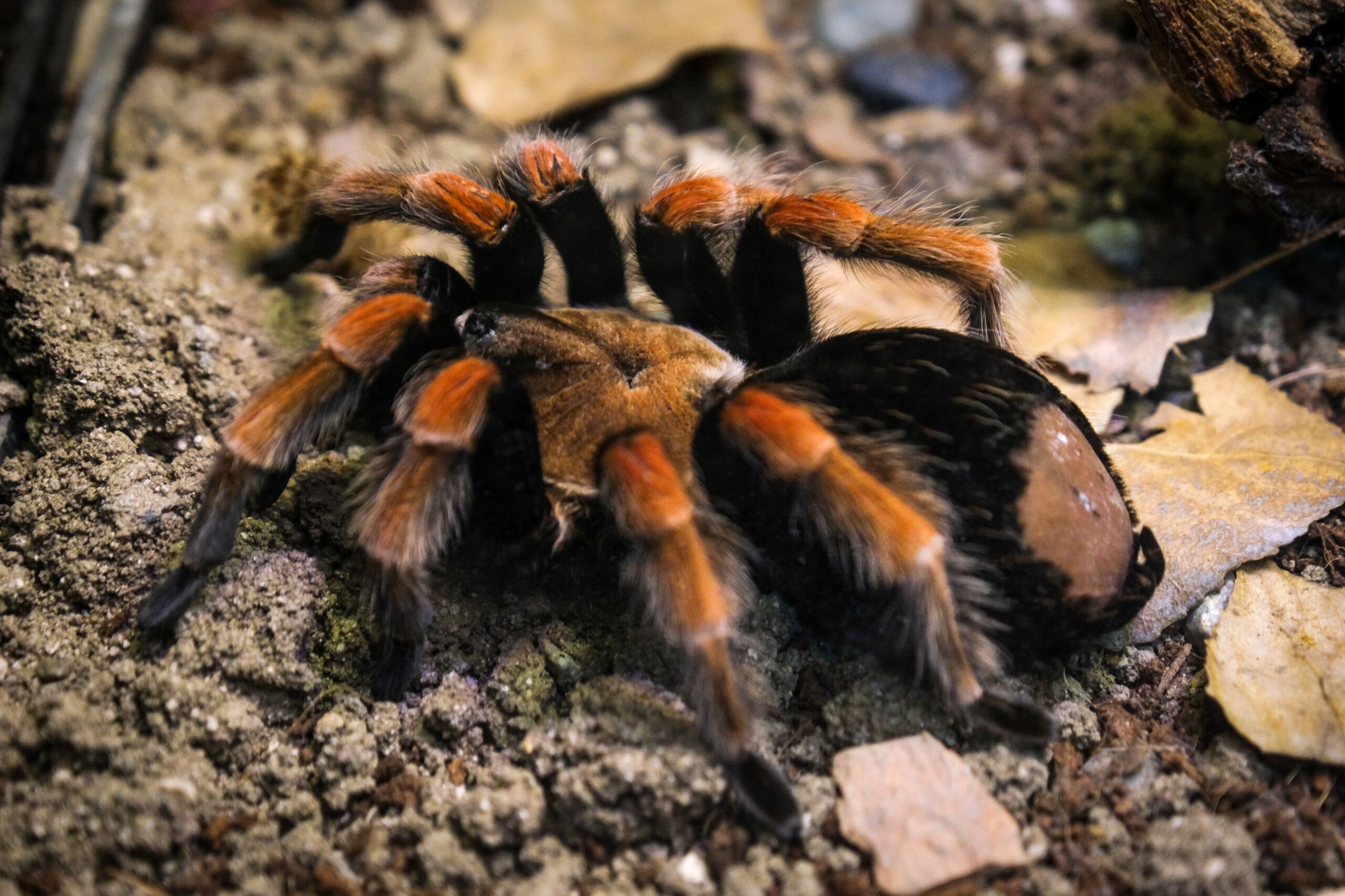 Eskişehir Hayvanat Bahçesi’ne 30 Yeni Tür Geldi (6)