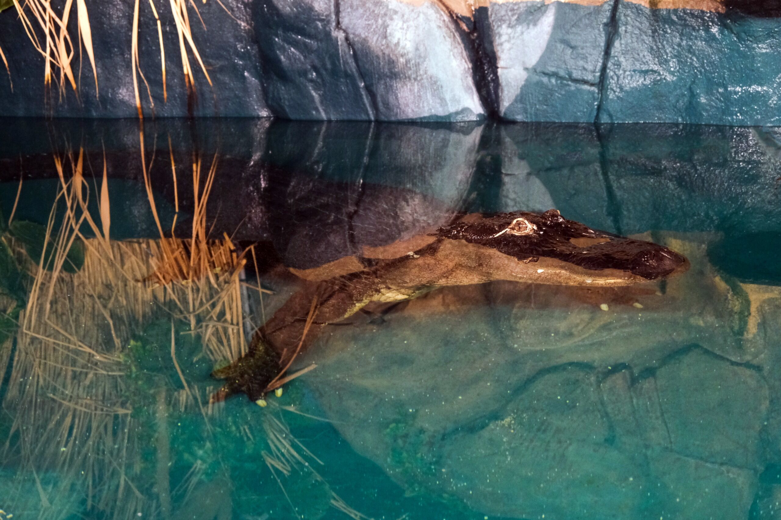 Eskişehir Hayvanat Bahçesi’ne 30 Yeni Tür Geldi (7)