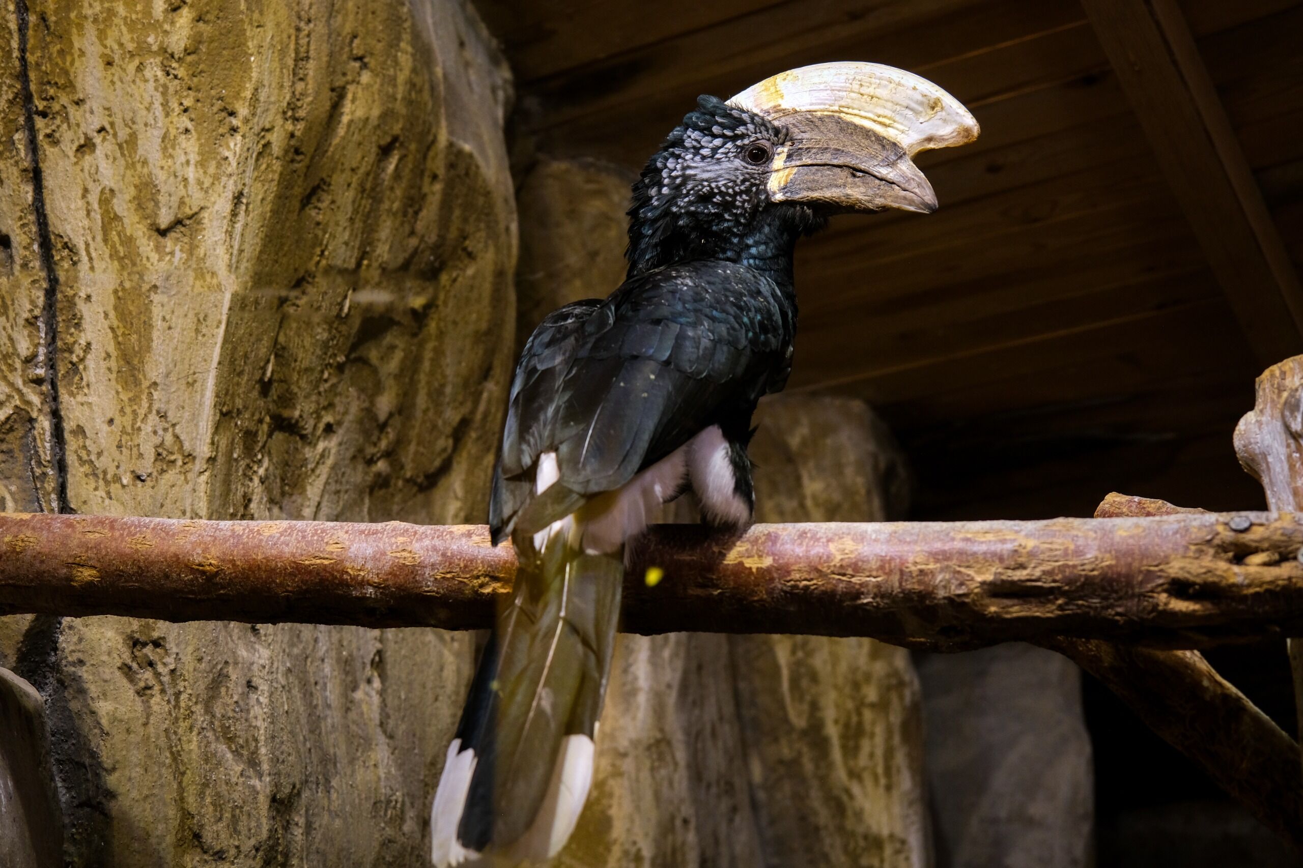 Eskişehir Hayvanat Bahçesi’ne 30 Yeni Tür Geldi (8)