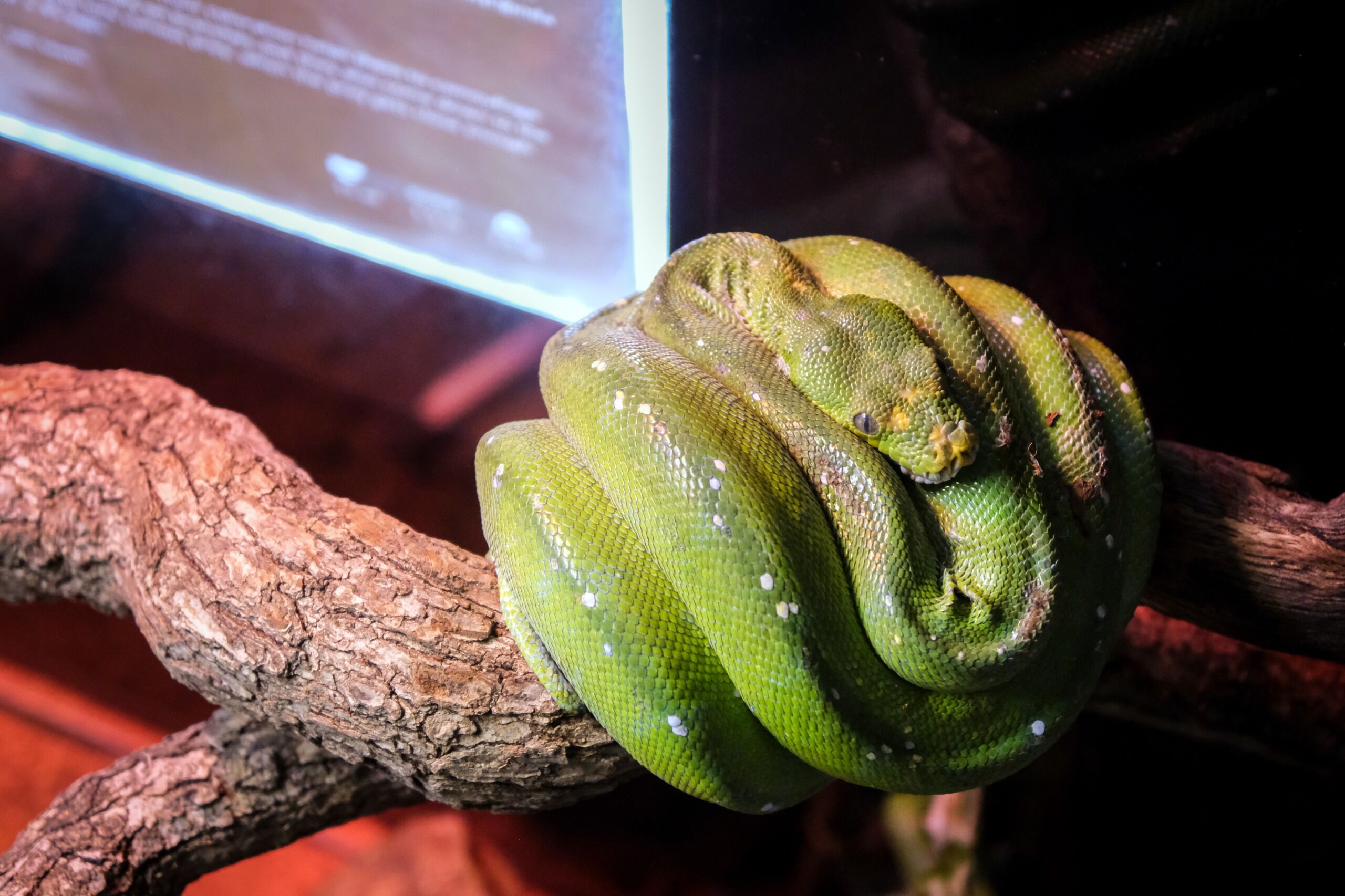 Eskişehir Hayvanat Bahçesi’ne 30 Yeni Tür Geldi (9)