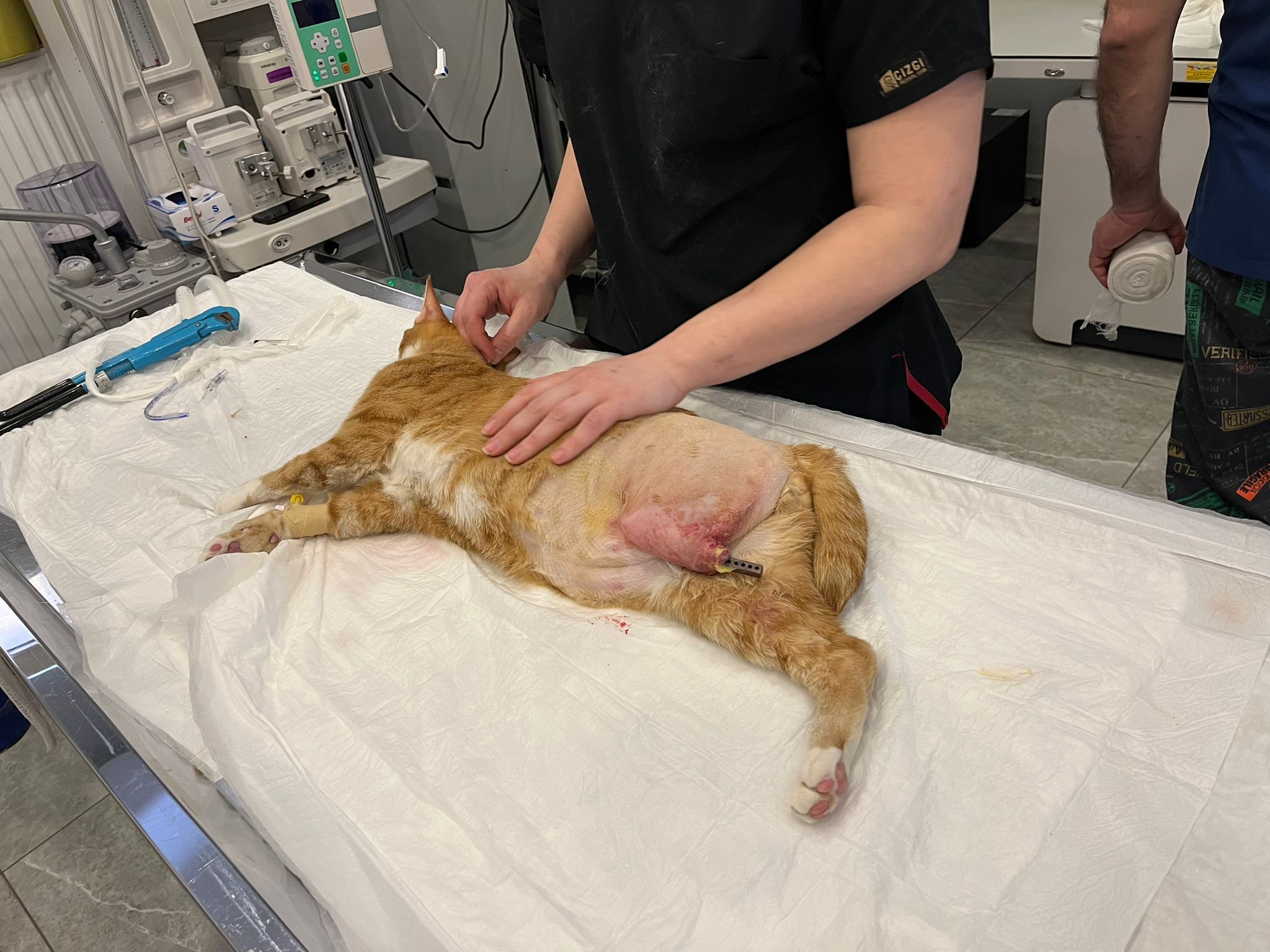 Eskişehir’de Bir İlk Kedi Bodhi Bu Tedaviyle Tekrar Yürüyecek! (7)