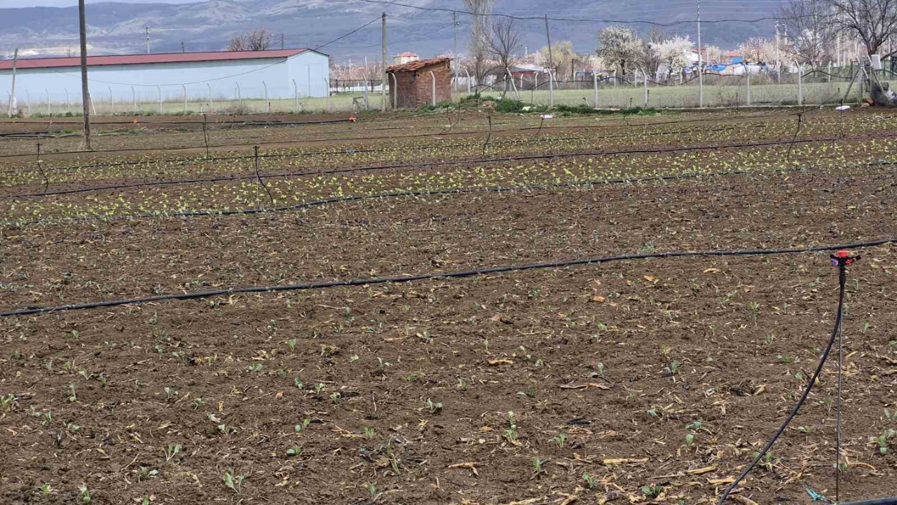 Eskişehir'de İlk Hasat İçin Geri Sayım Başladı (1)