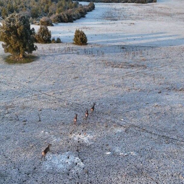 Eskişehir’de Kar Manzarasına Geyikler Eşlik Etti (1)