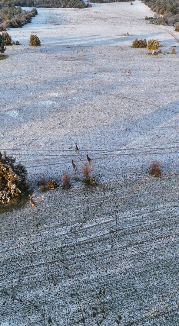 Eskişehir’de Kar Manzarasına Geyikler Eşlik Etti (2)