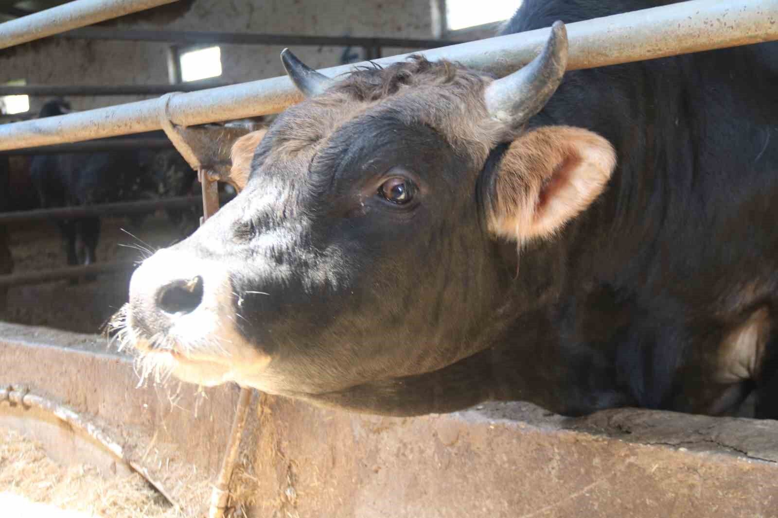 Eskişehir'de Kurbanlıklar Bitiyor, Fiyatlar Yükselebilir (2)