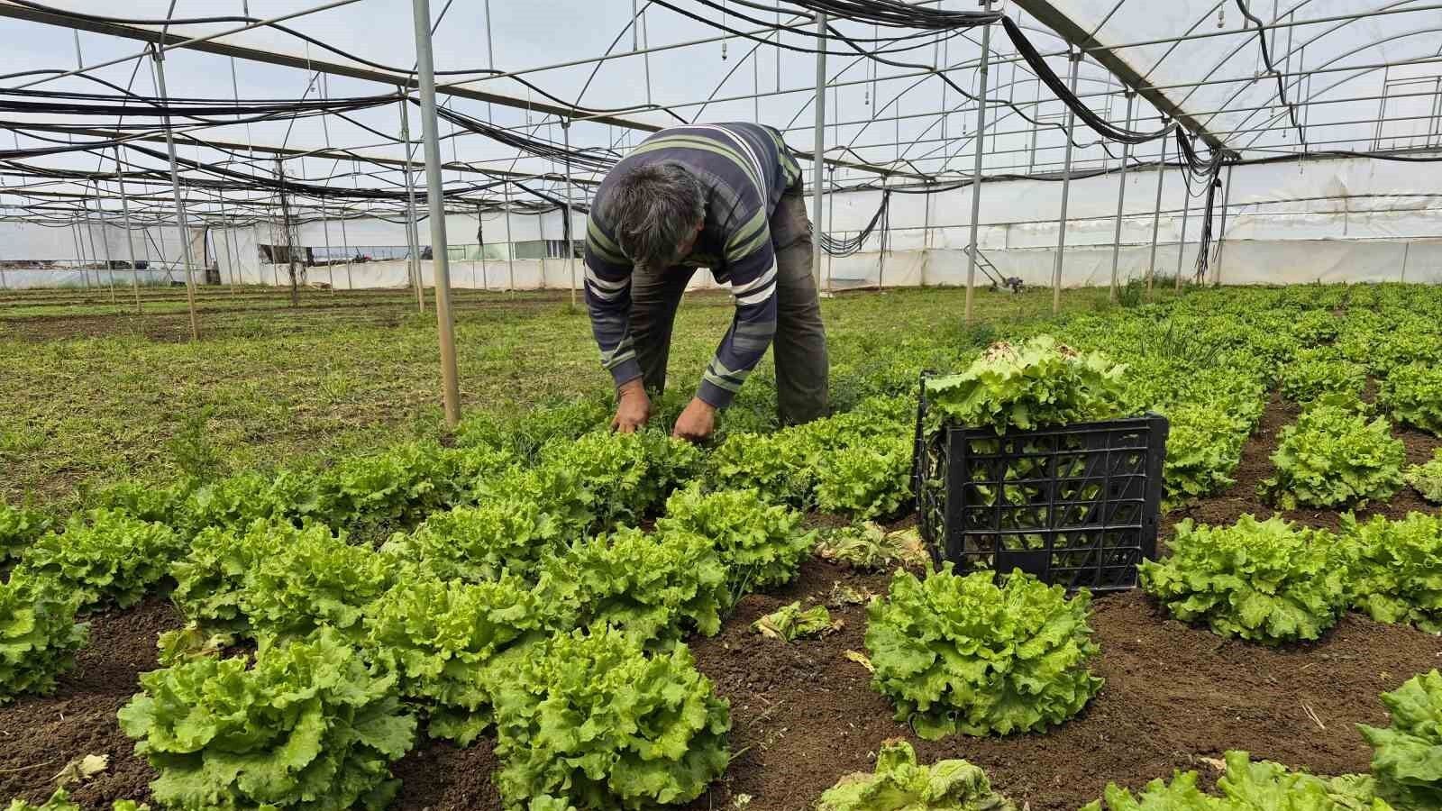 Eskişehir'de Marulun Fiyatı Dudak Uçuklattı (2)