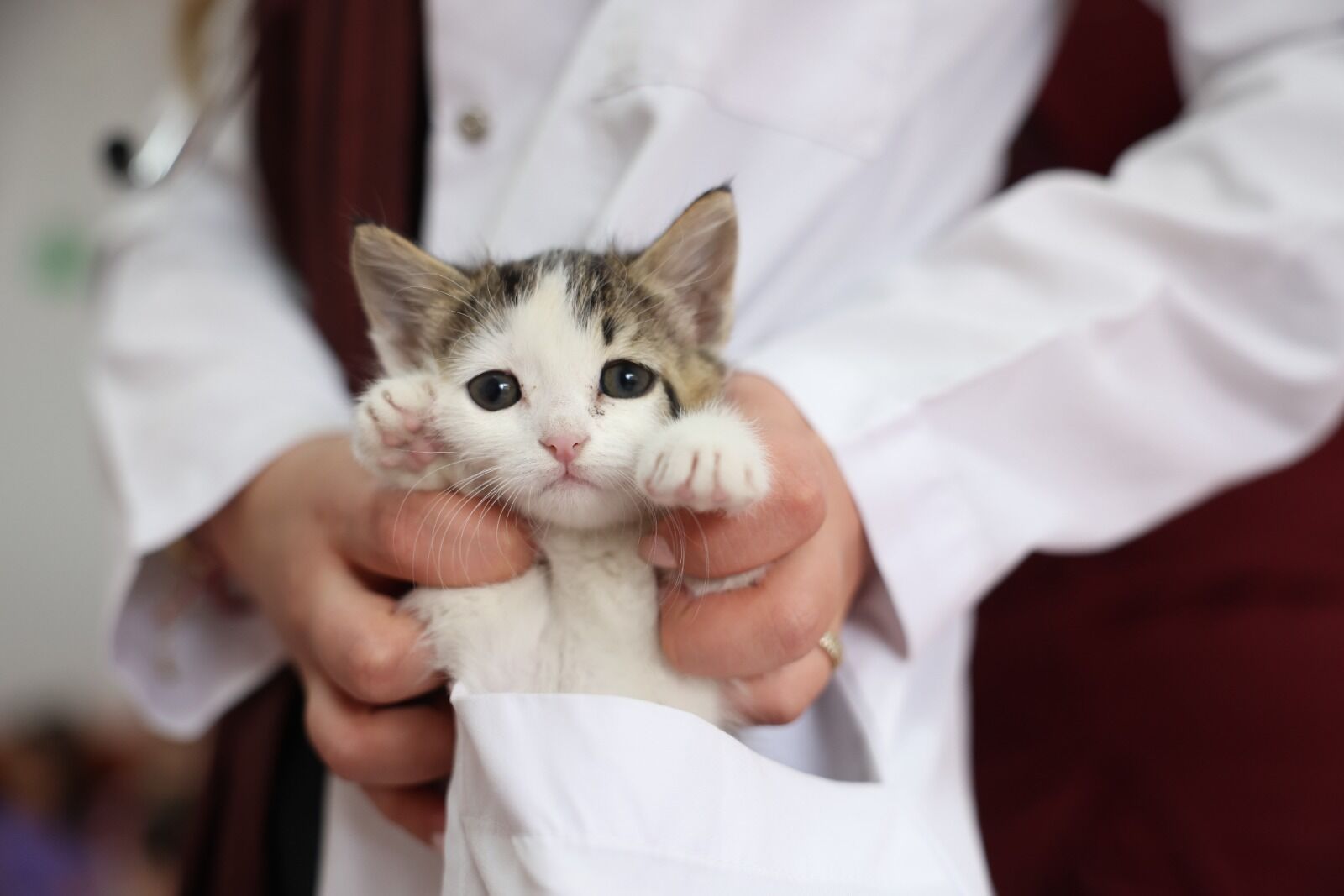 Eskişehir'de Minikler Ve Sokak Hayvanları Buluştu (5)