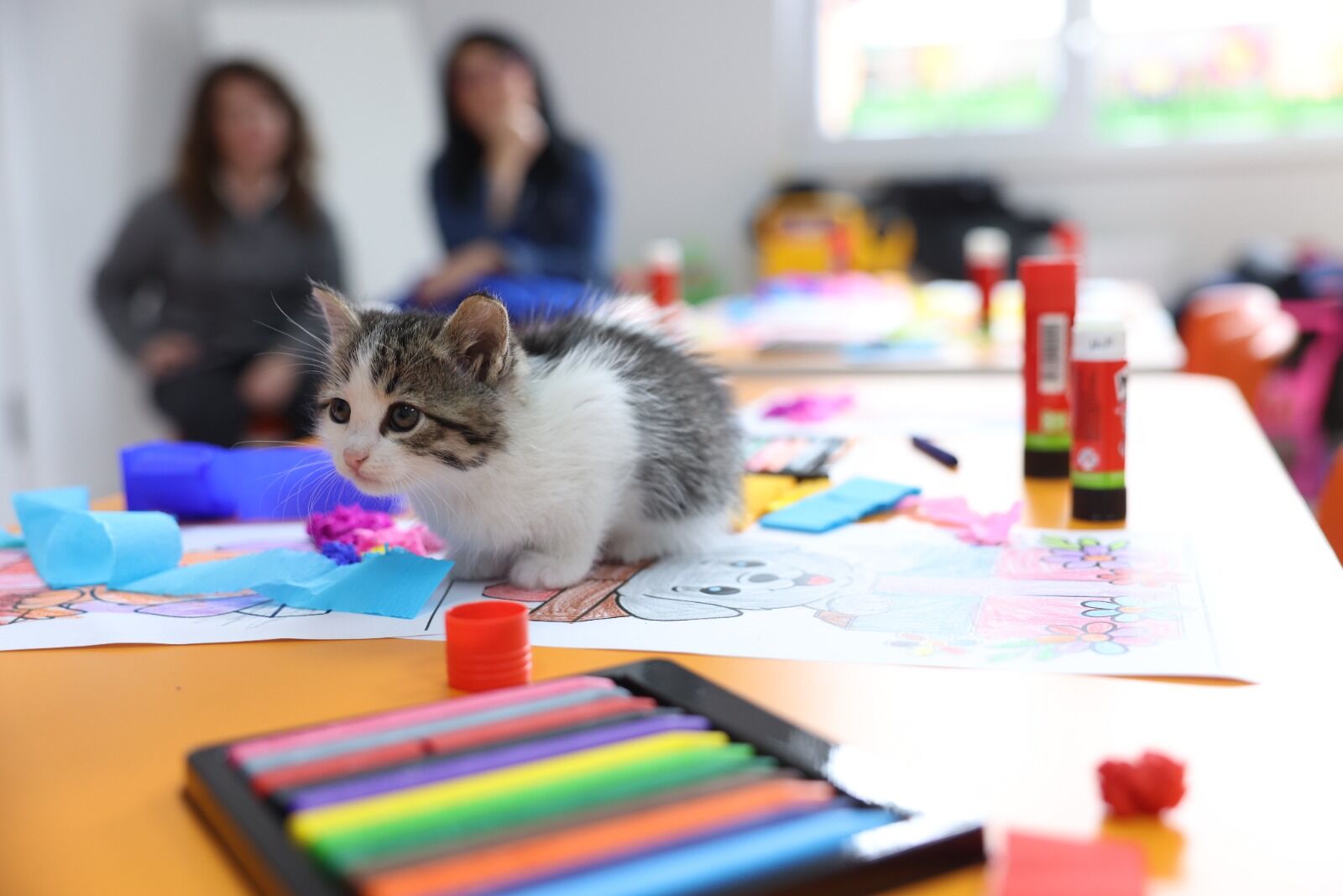 Eskişehir'de Minikler Ve Sokak Hayvanları Buluştu (7)