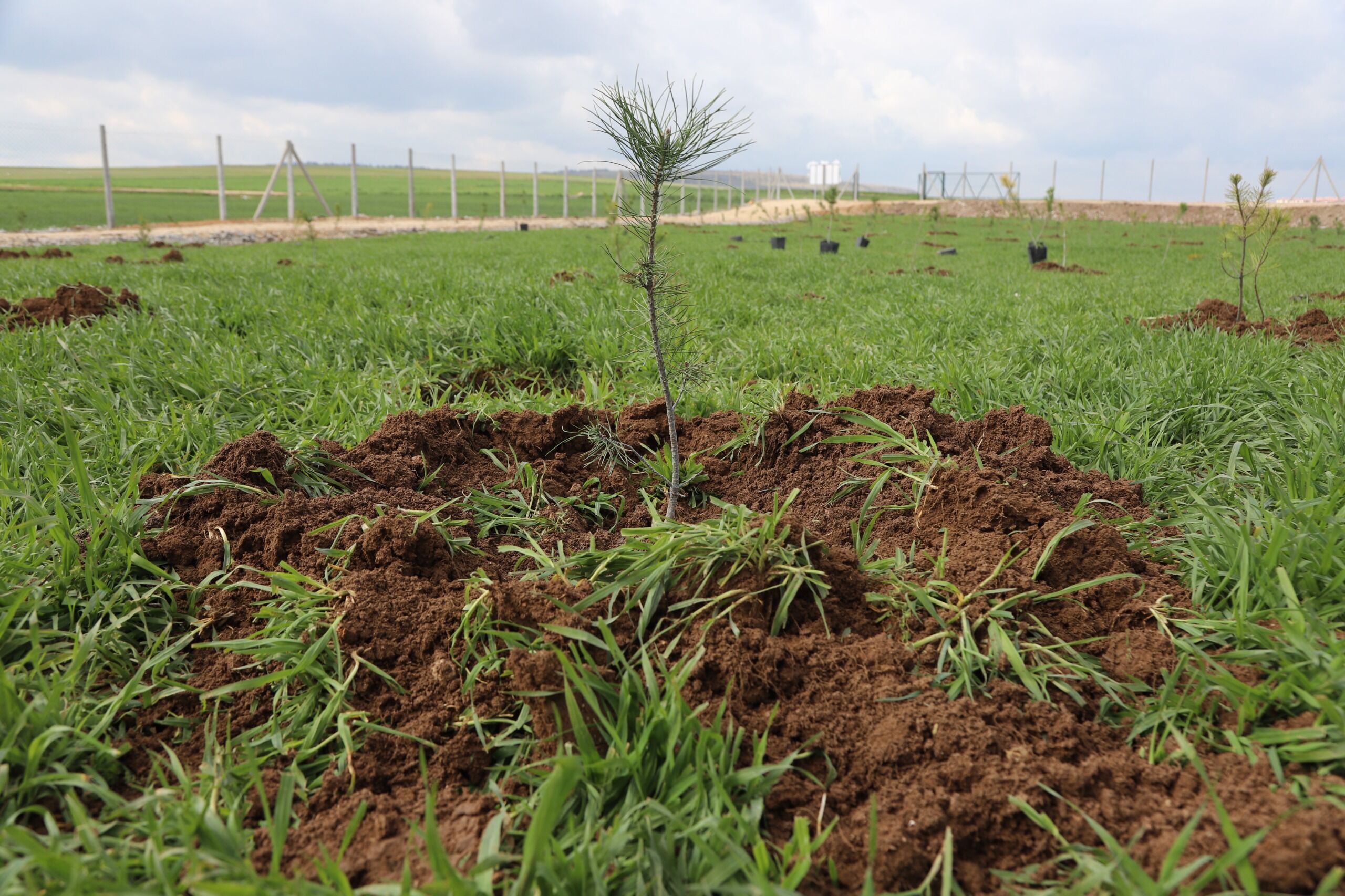 Eskişehir’den Çevre Dostu Evlilik Projesi (5)