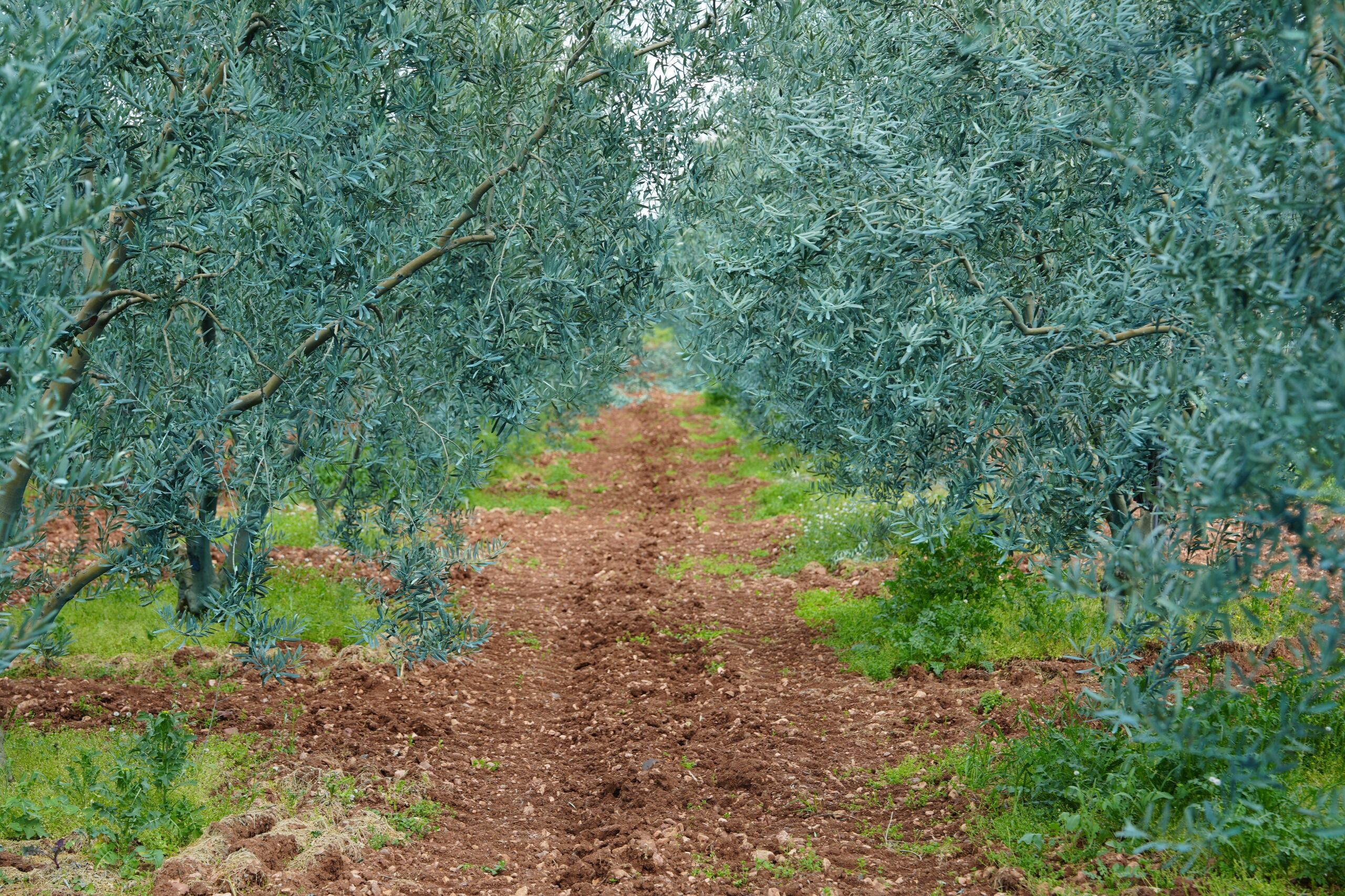 Eskişehir’in Zeytinyağı Markasına Uluslararası Başarı (7)