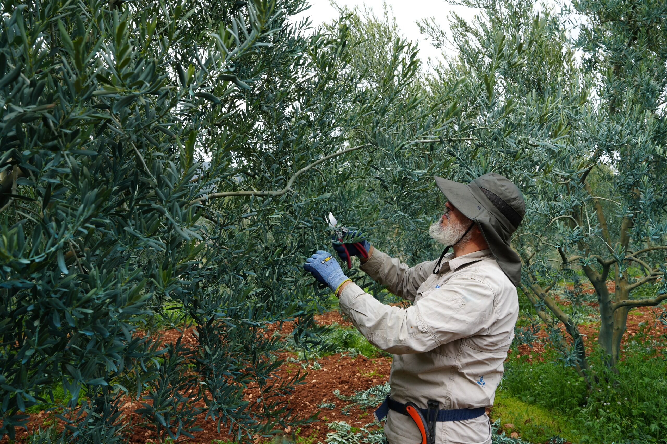 Eskişehir’in Zeytinyağı Markasına Uluslararası Başarı (8)