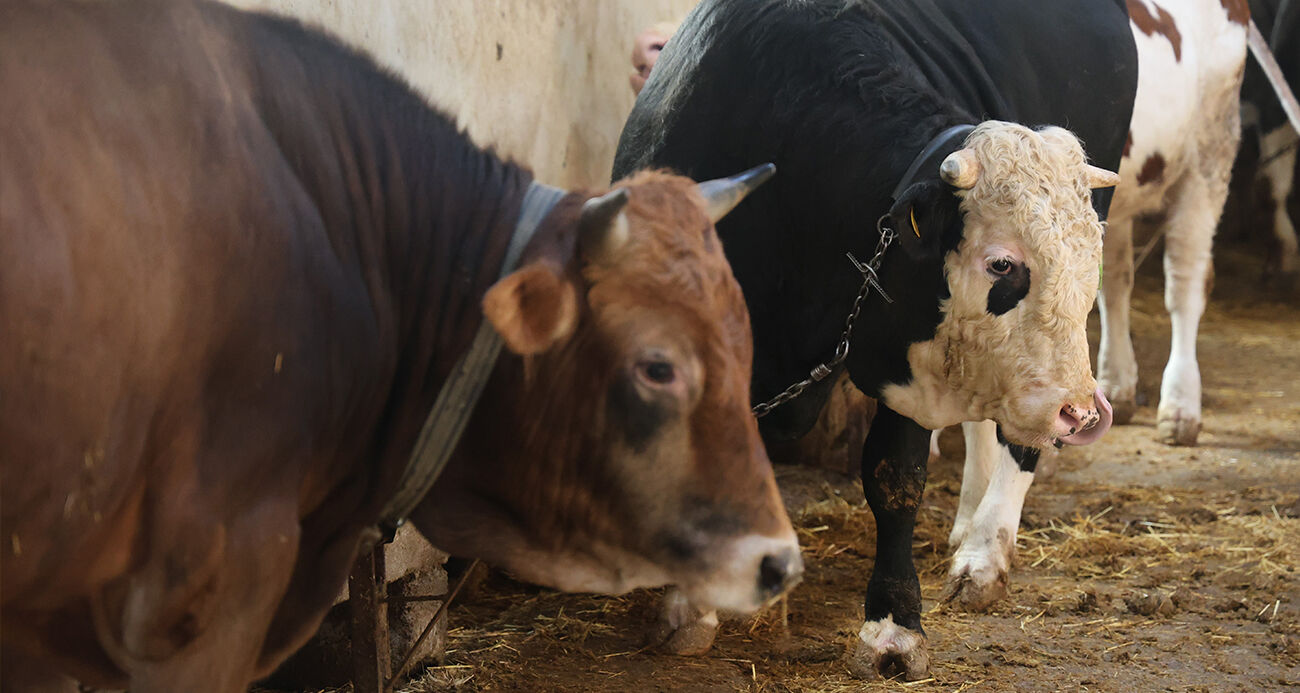 Eskişehirliler Dikkat Kurbanlık Alırken Bu Hataları Yapmayın (1)