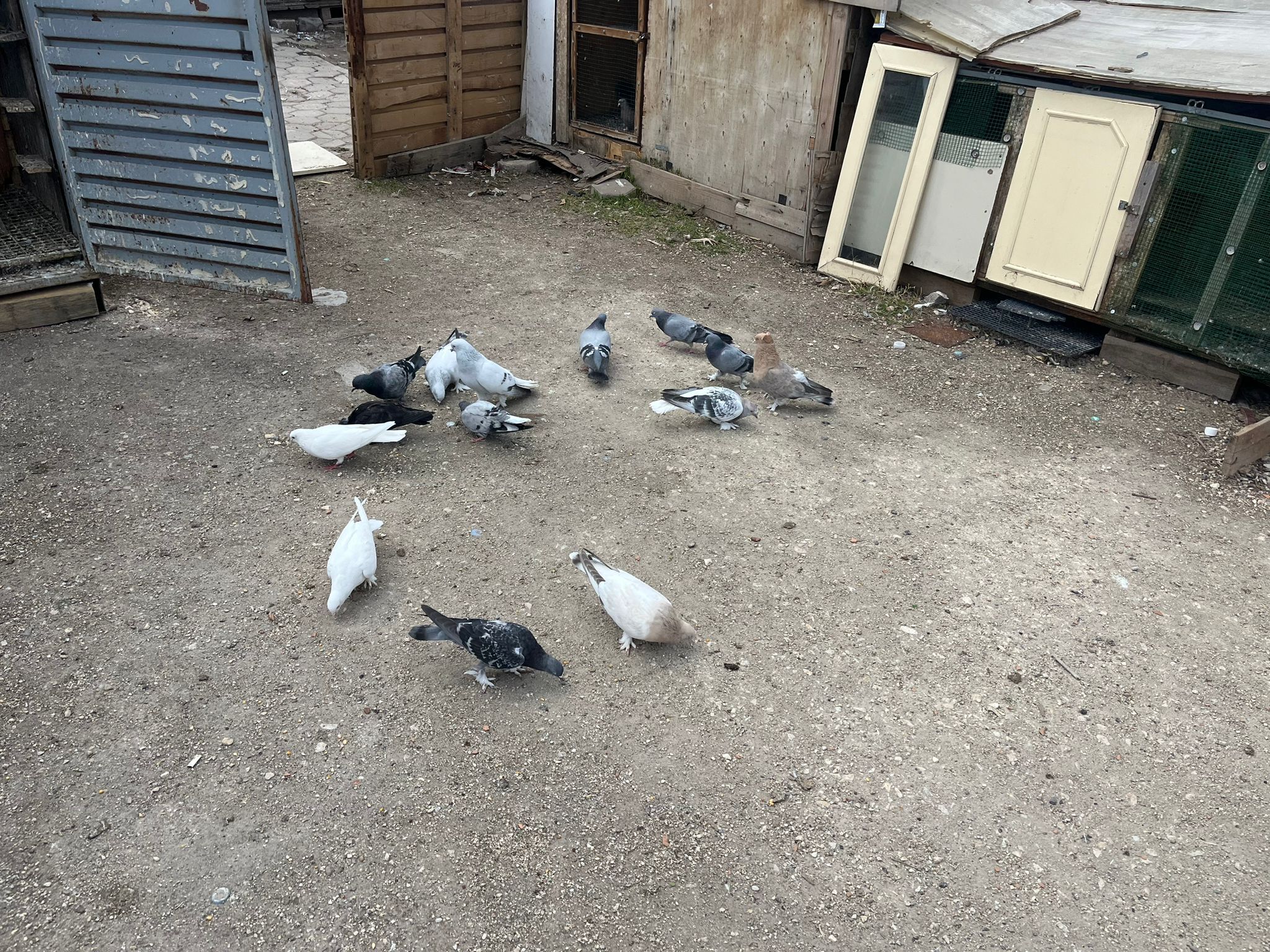 Güvercin Tutkusu Kupaya Dönüştü Bakım, Emek Ve Sabır (4)