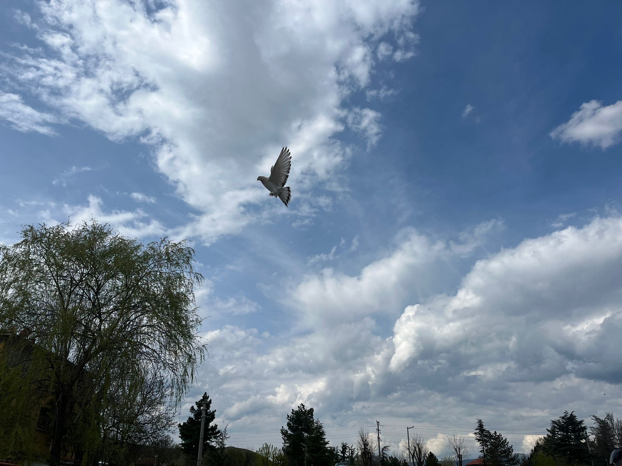 Güvercin Tutkusu Kupaya Dönüştü Bakım, Emek Ve Sabır (6)
