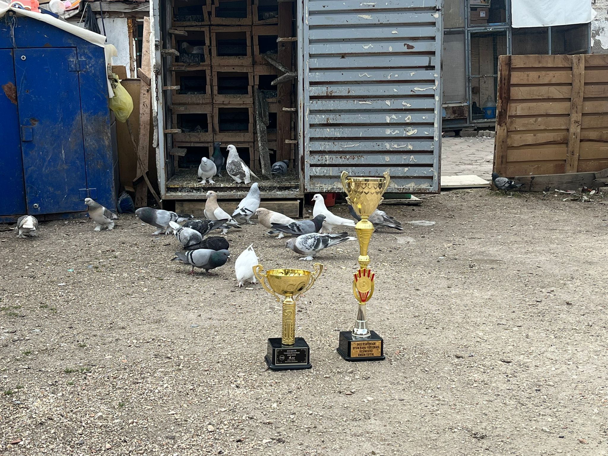 Güvercin Tutkusu Kupaya Dönüştü Bakım, Emek Ve Sabır (8)