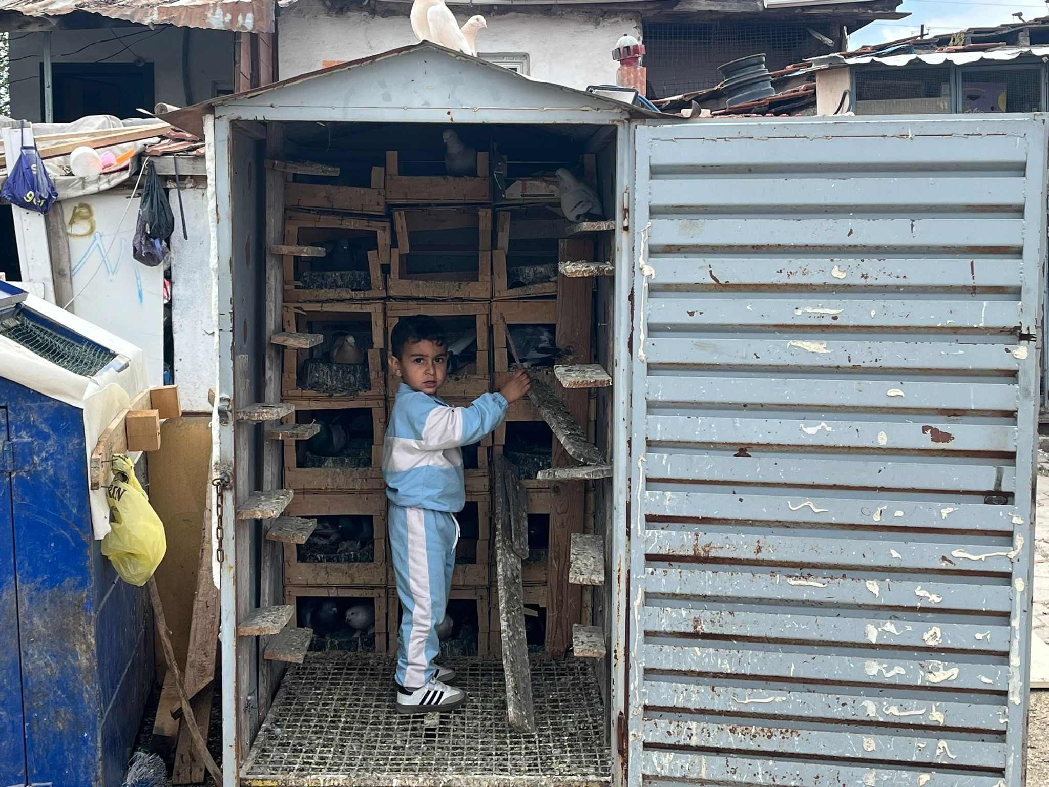 Güvercin Tutkusu Kupaya Dönüştü Bakım, Emek Ve Sabır (9)