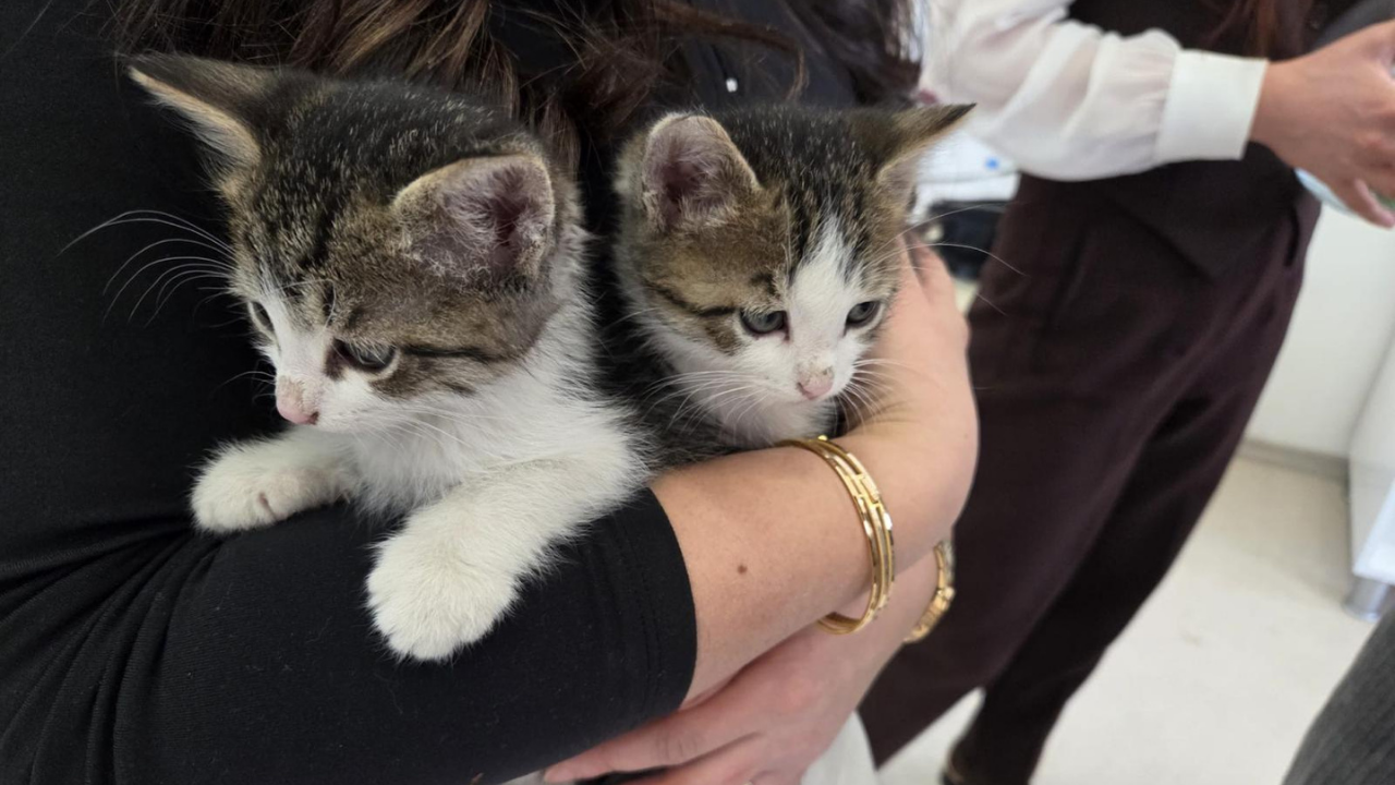 Özel Çocuklardan Sokak Hayvanlarına Yuva (2)