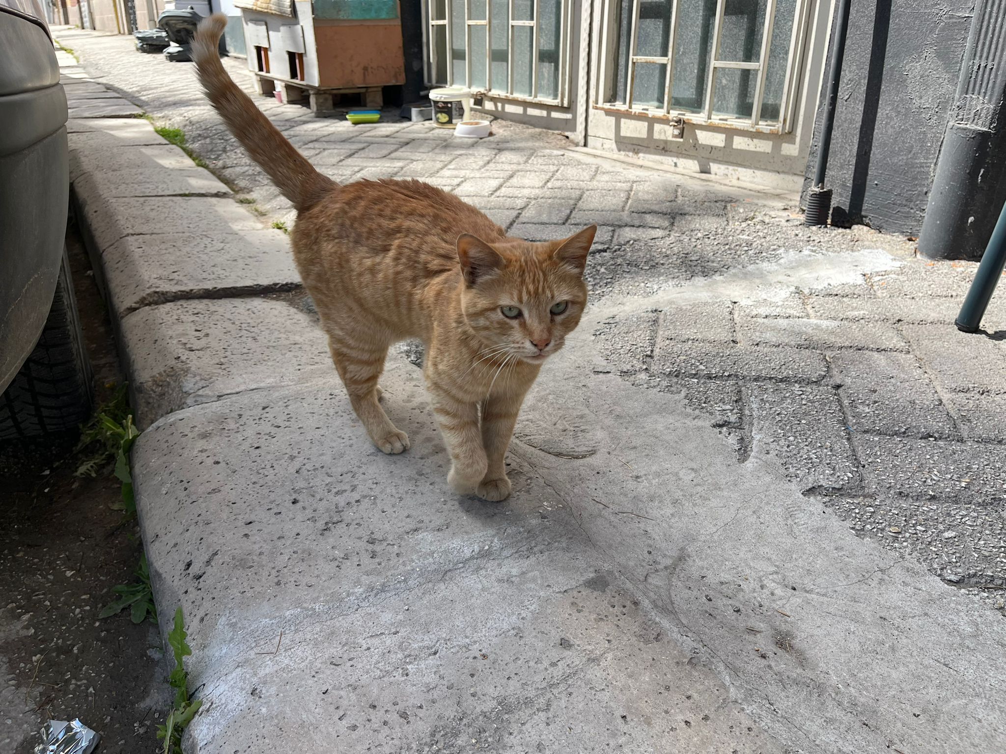 Pastanede Satılan Kitap Sokak Hayvanlarına Destek Oldu (3)