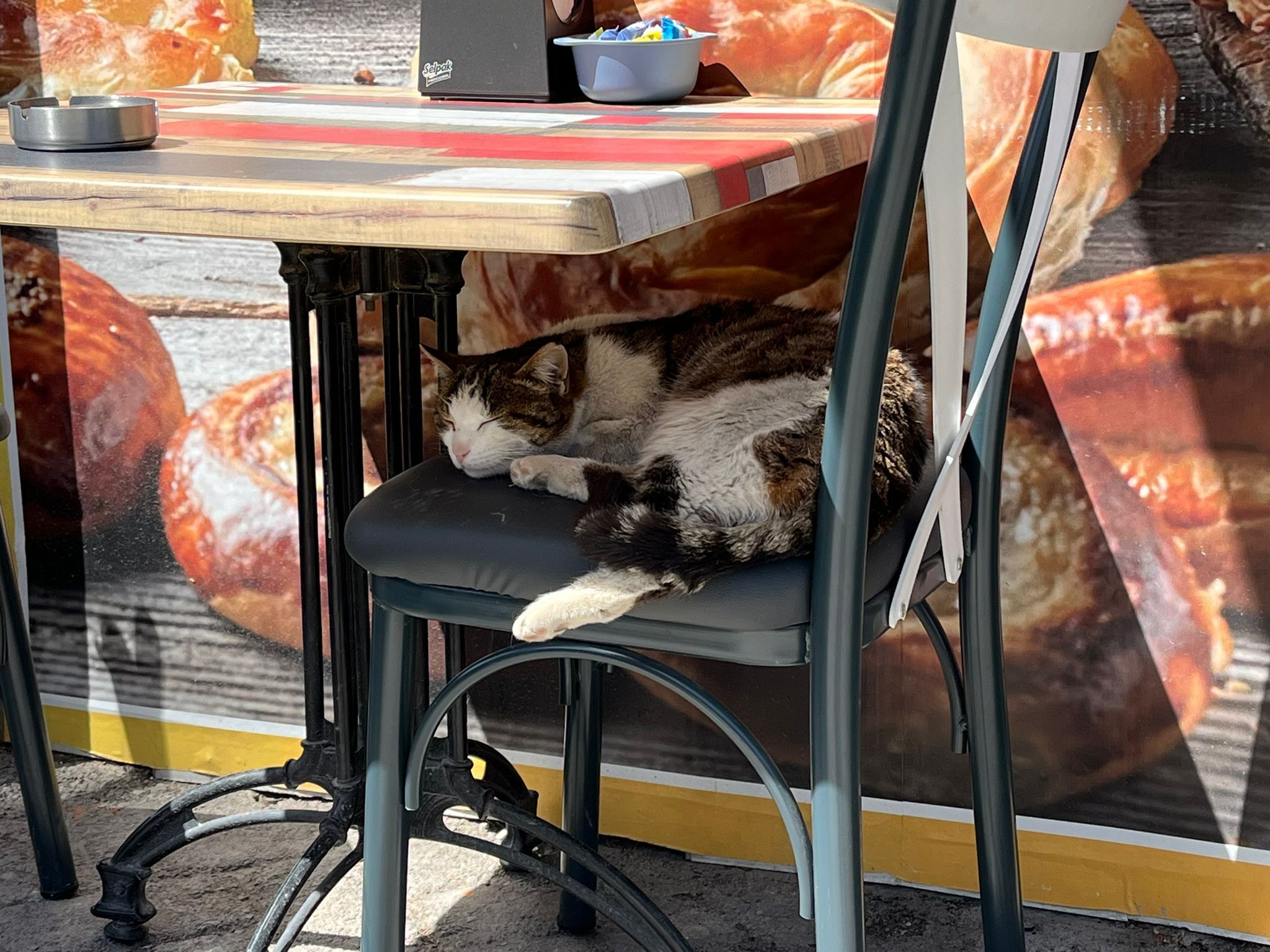 Pastanede Satılan Kitap Sokak Hayvanlarına Destek Oldu (7)