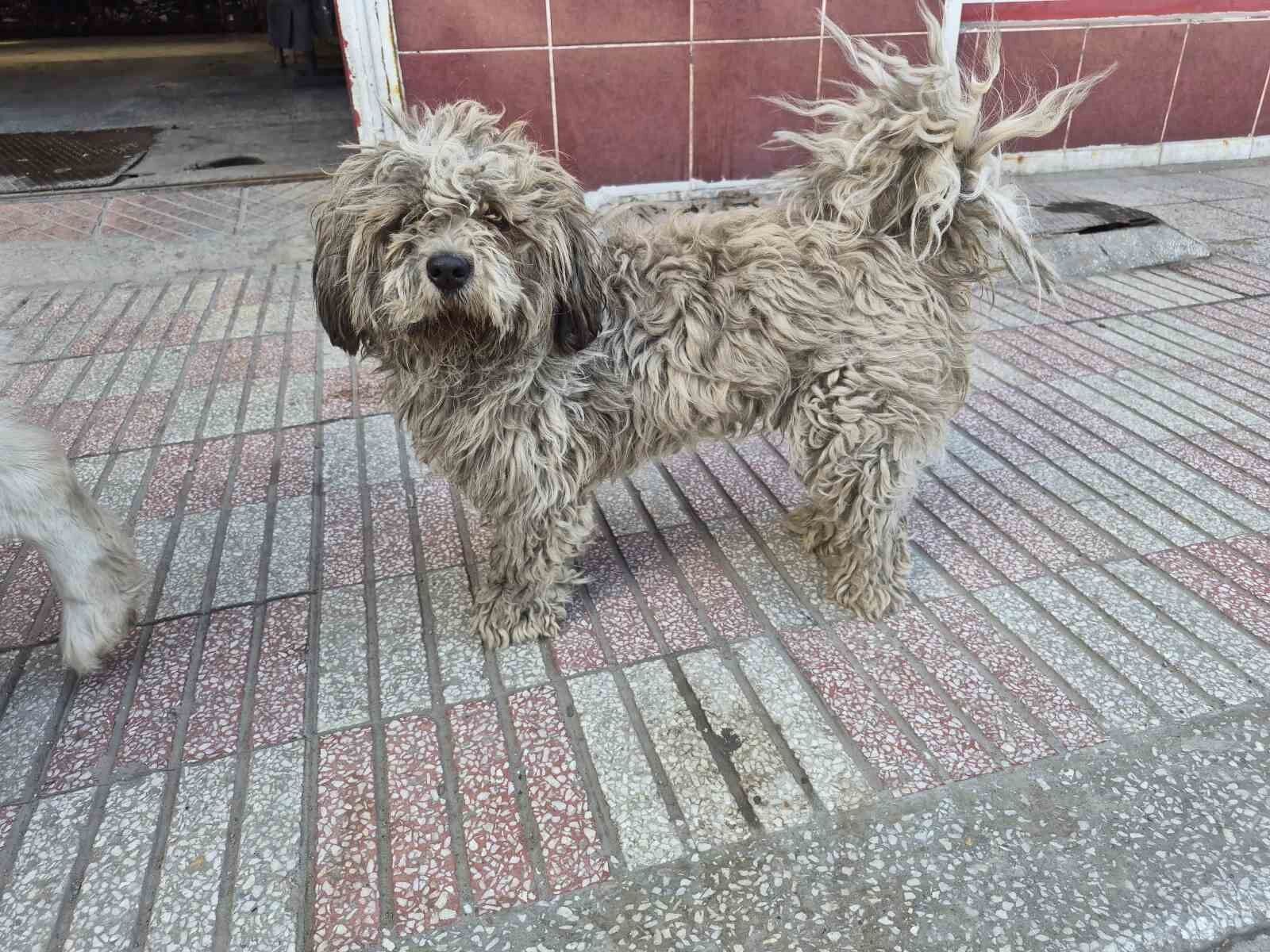 Sanayide Tüyleri Kararan Beyaz Süs Köpeği Dikkat Çekti (2)