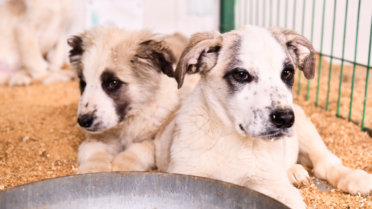 Tepebaşı’nda Can Dostlar İçin Yuva Seferberliği (1)