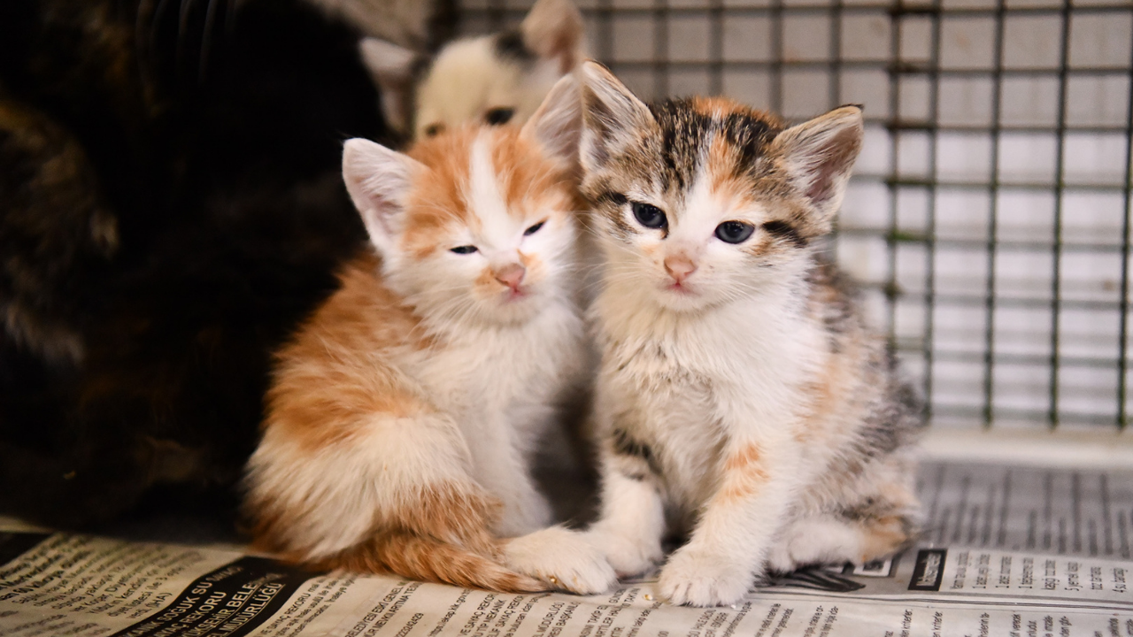 Tepebaşı’nda Can Dostlar İçin Yuva Seferberliği (2)