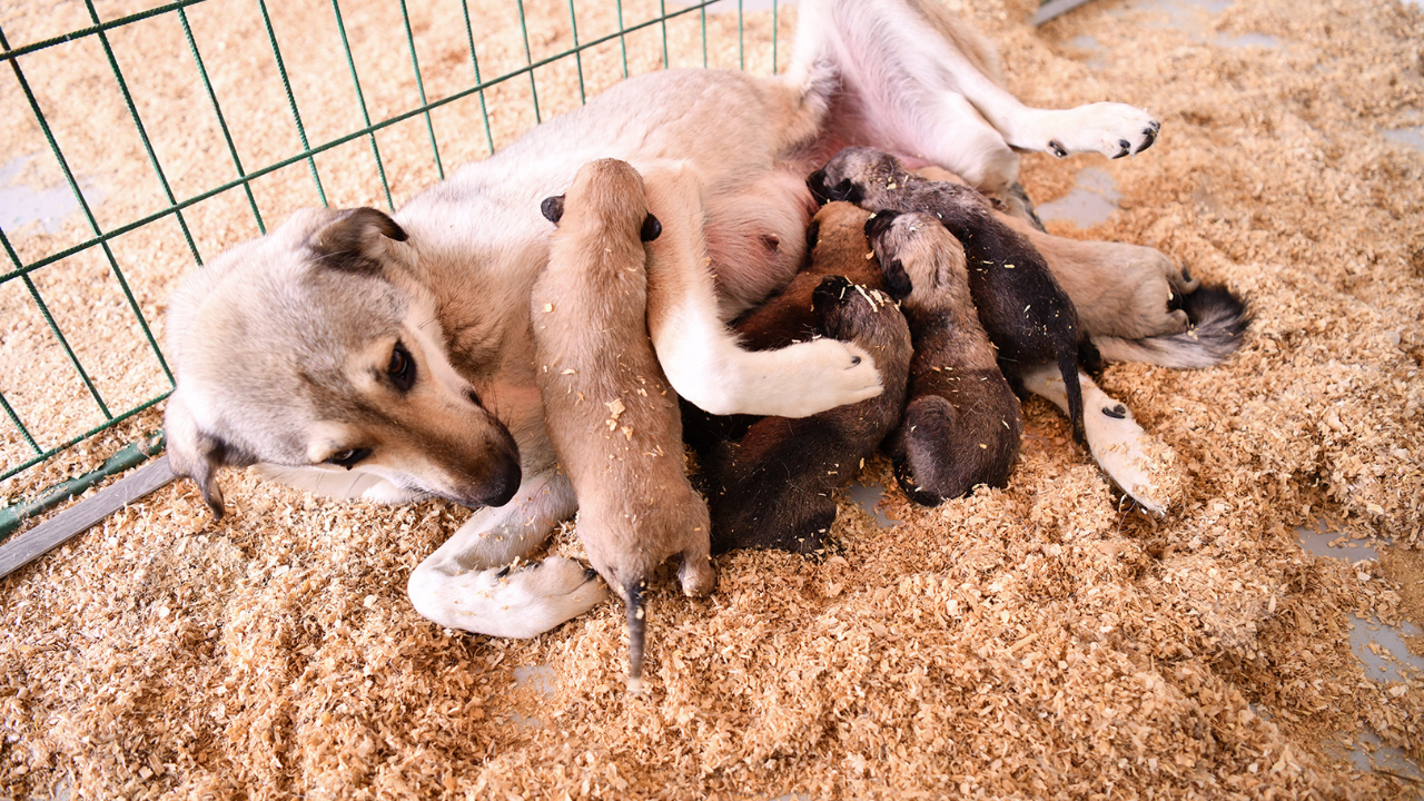 Tepebaşı’nda Can Dostlar İçin Yuva Seferberliği (4)
