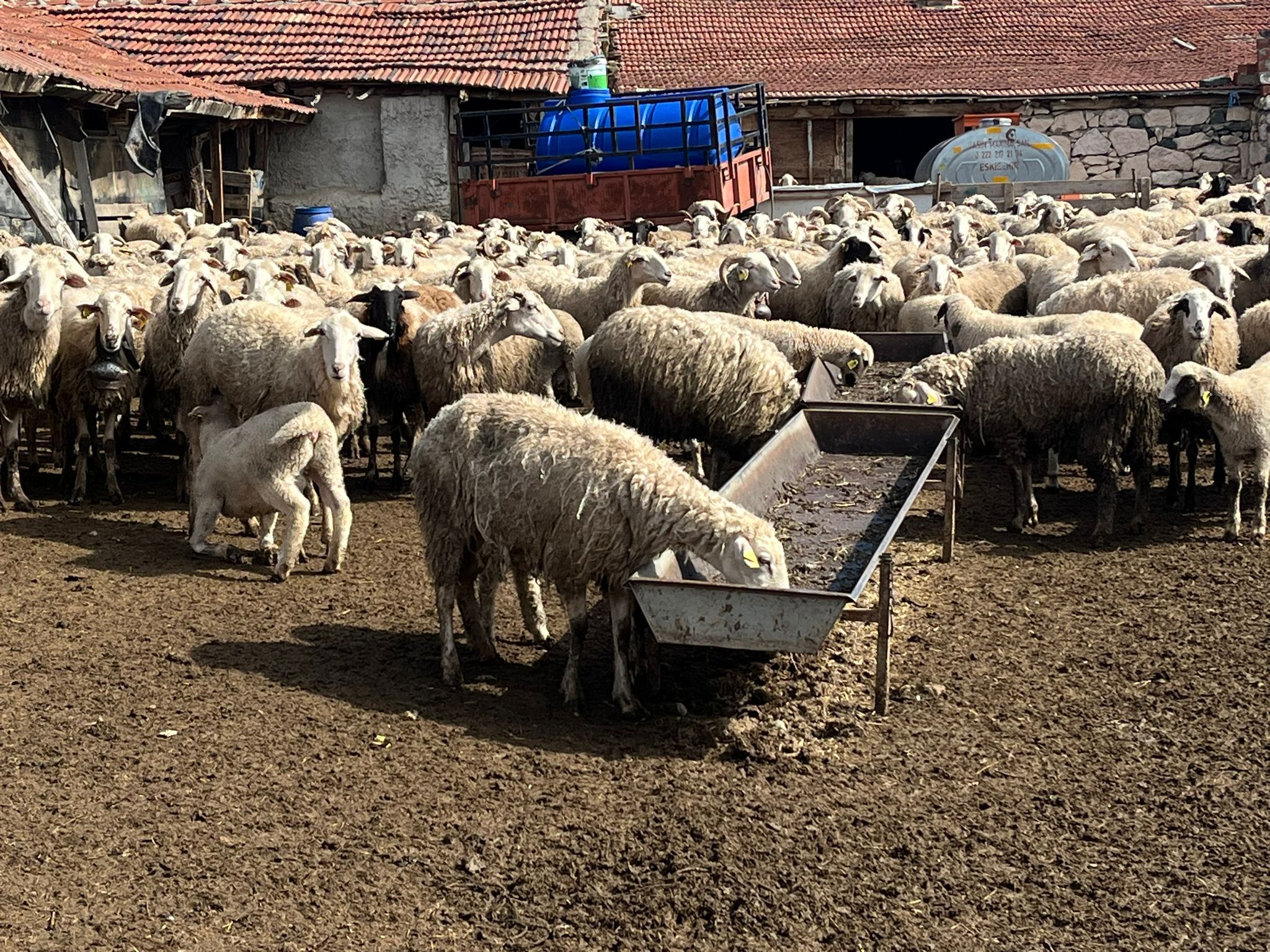 Üretici Zararda Maliyetler Katlandı, Et Yerinde Saydı (1)