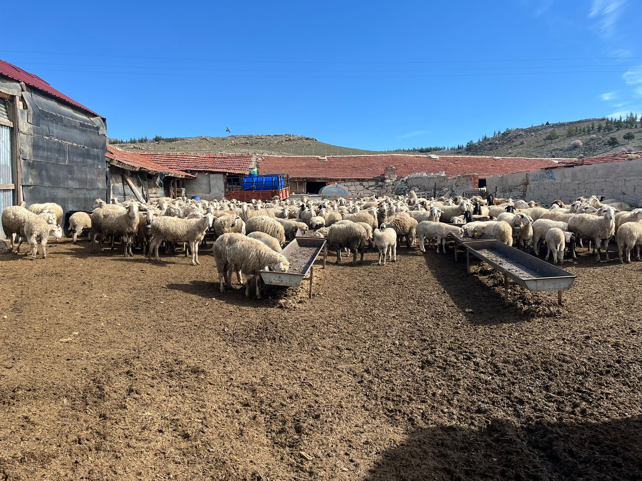 Üretici Zararda Maliyetler Katlandı, Et Yerinde Saydı (5)