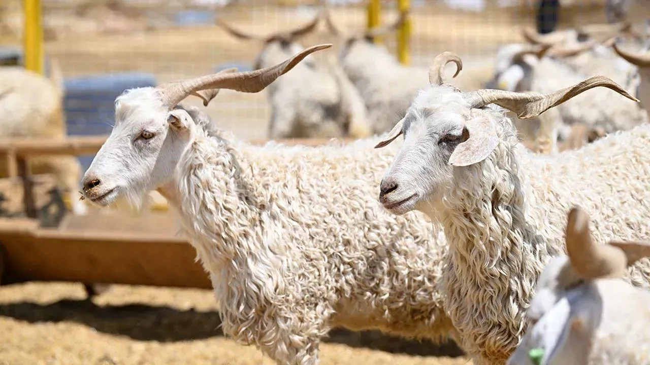 Vekaleten Kurban Kesme 1