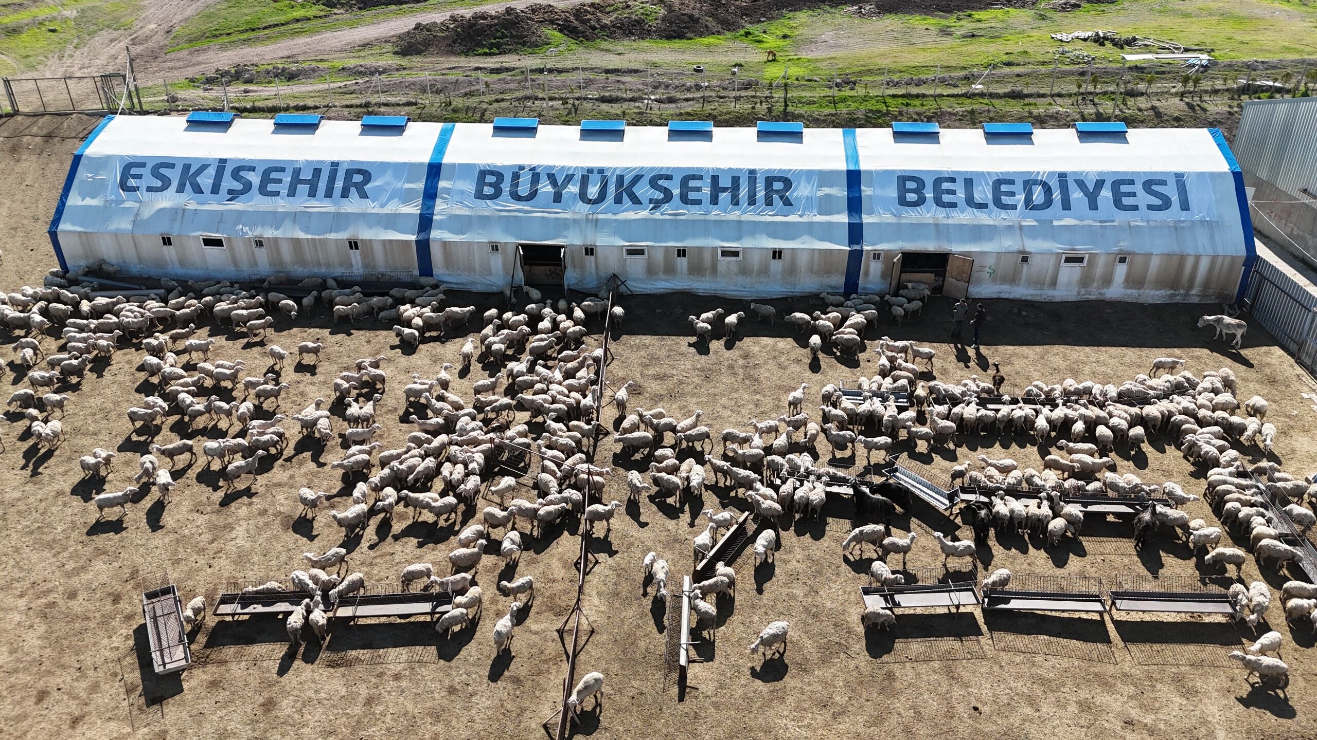 Büyükşehir’den Küçükbaş Hamlesi 800 Kuzu Dünyaya Geldi (3)