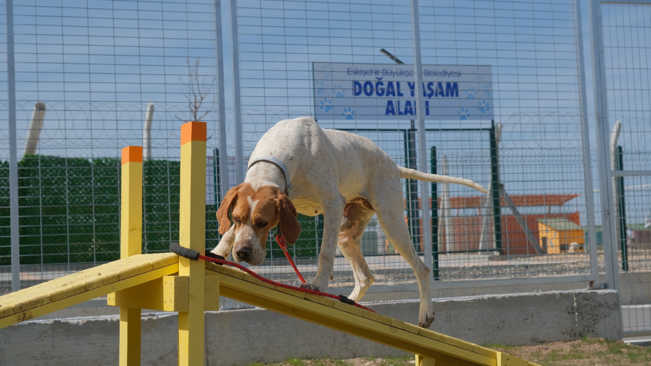 Can Dostlar İçin Dijital Yuva Açıldı (3)
