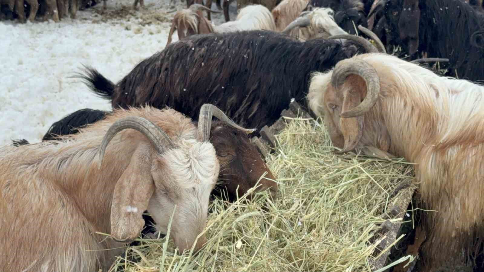 Eskişehir’de Besici Çiftin Mayıs Karıyla Mücadelesi (1)