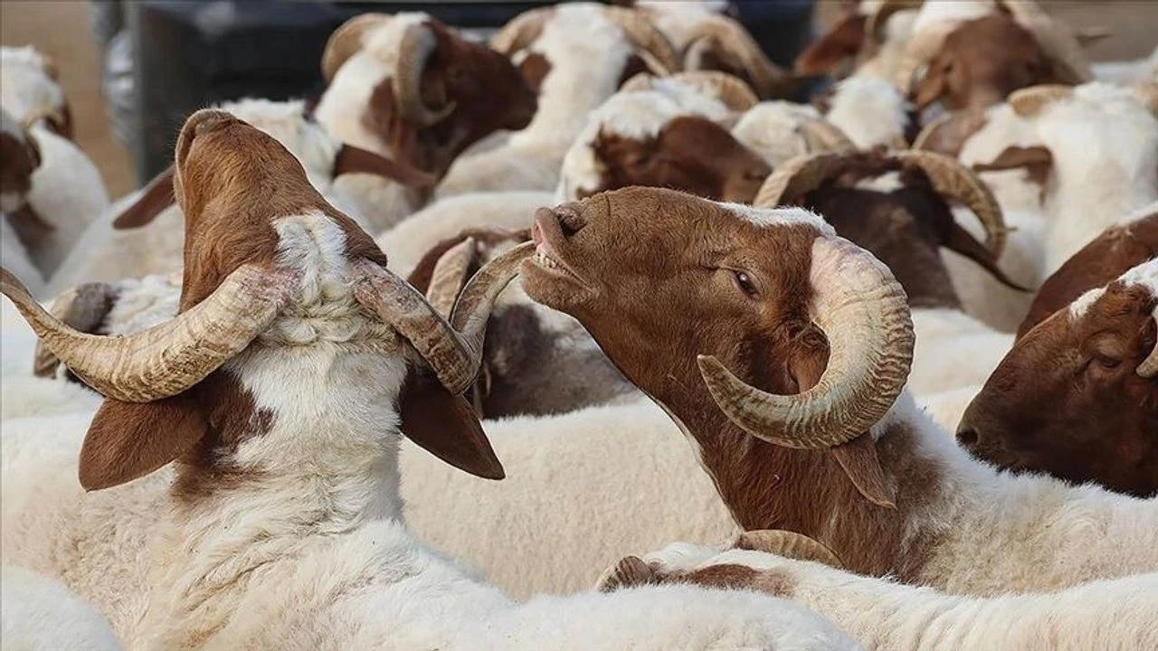 Kurban Bayramı 2