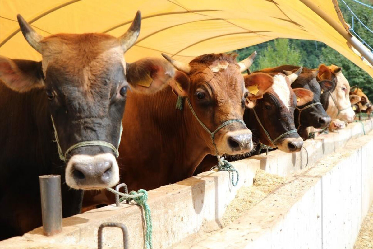 Kurban Kesiminde Nelere Dikkat Edilmeli Müftü Yardımcısı Açıkladı