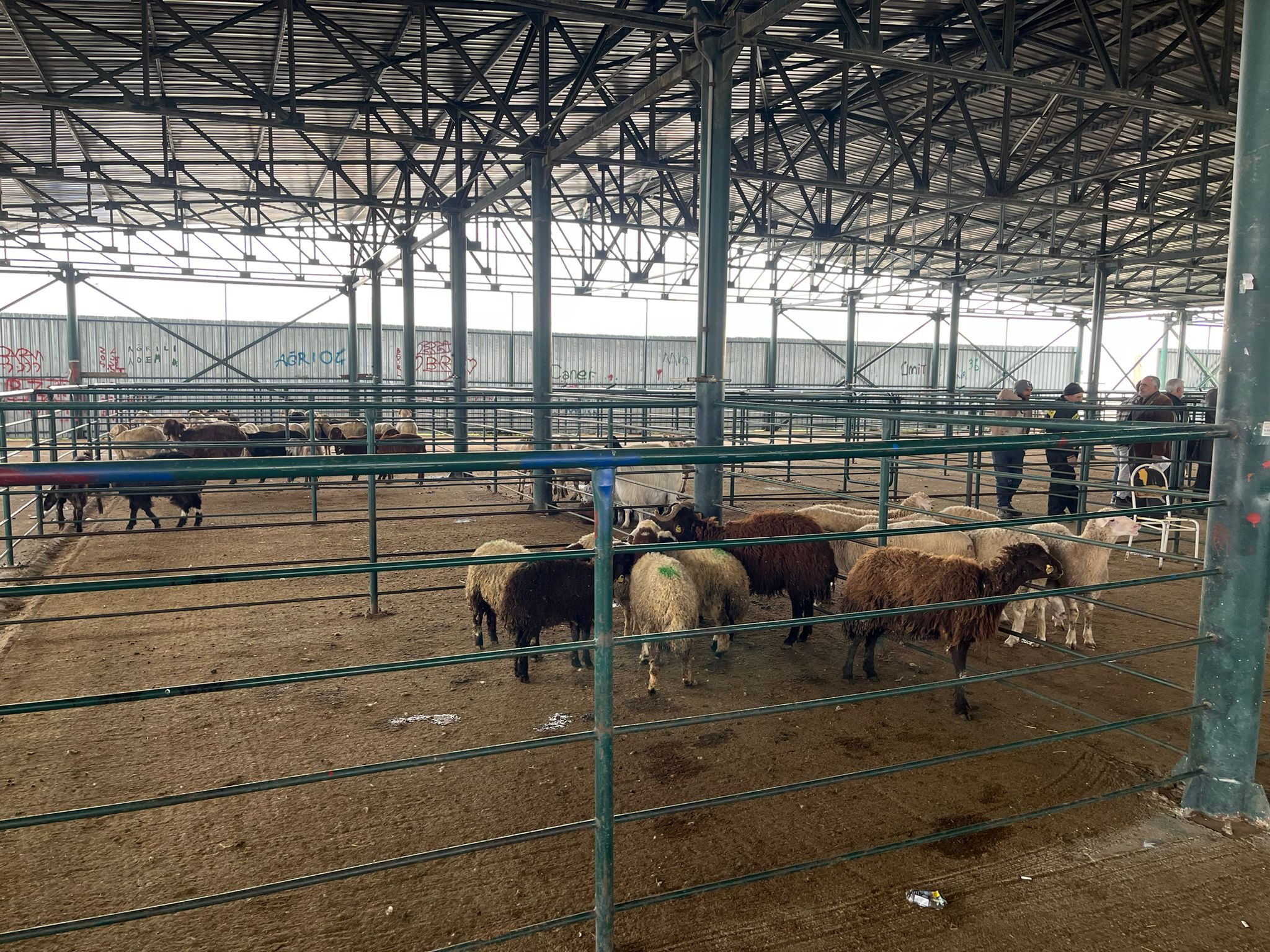 Kurban Pazarında Sessizlik Satıcı Da Alıcı Da Dertli (2)