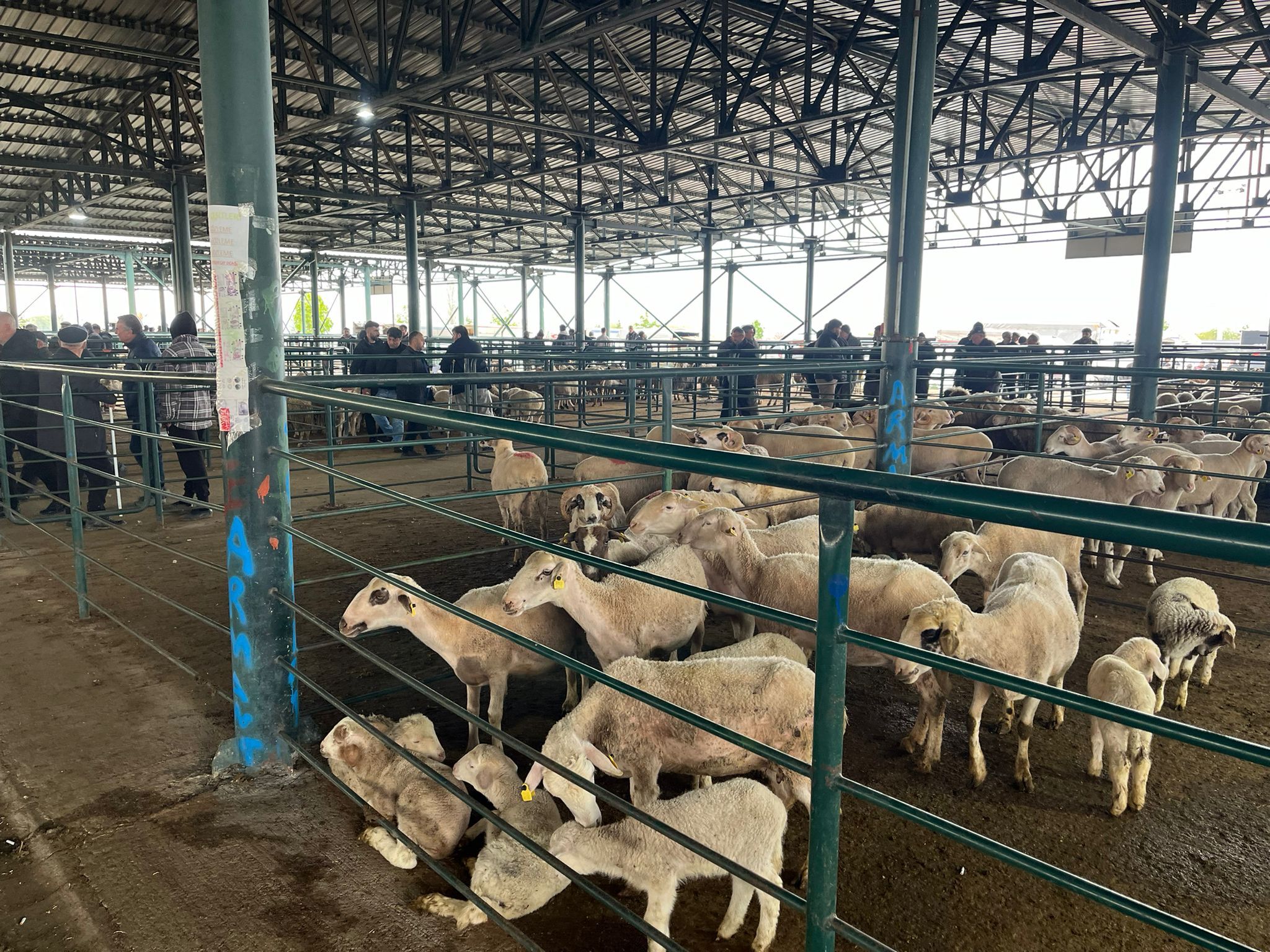 Kurban Pazarında Sessizlik Satıcı Da Alıcı Da Dertli (3)