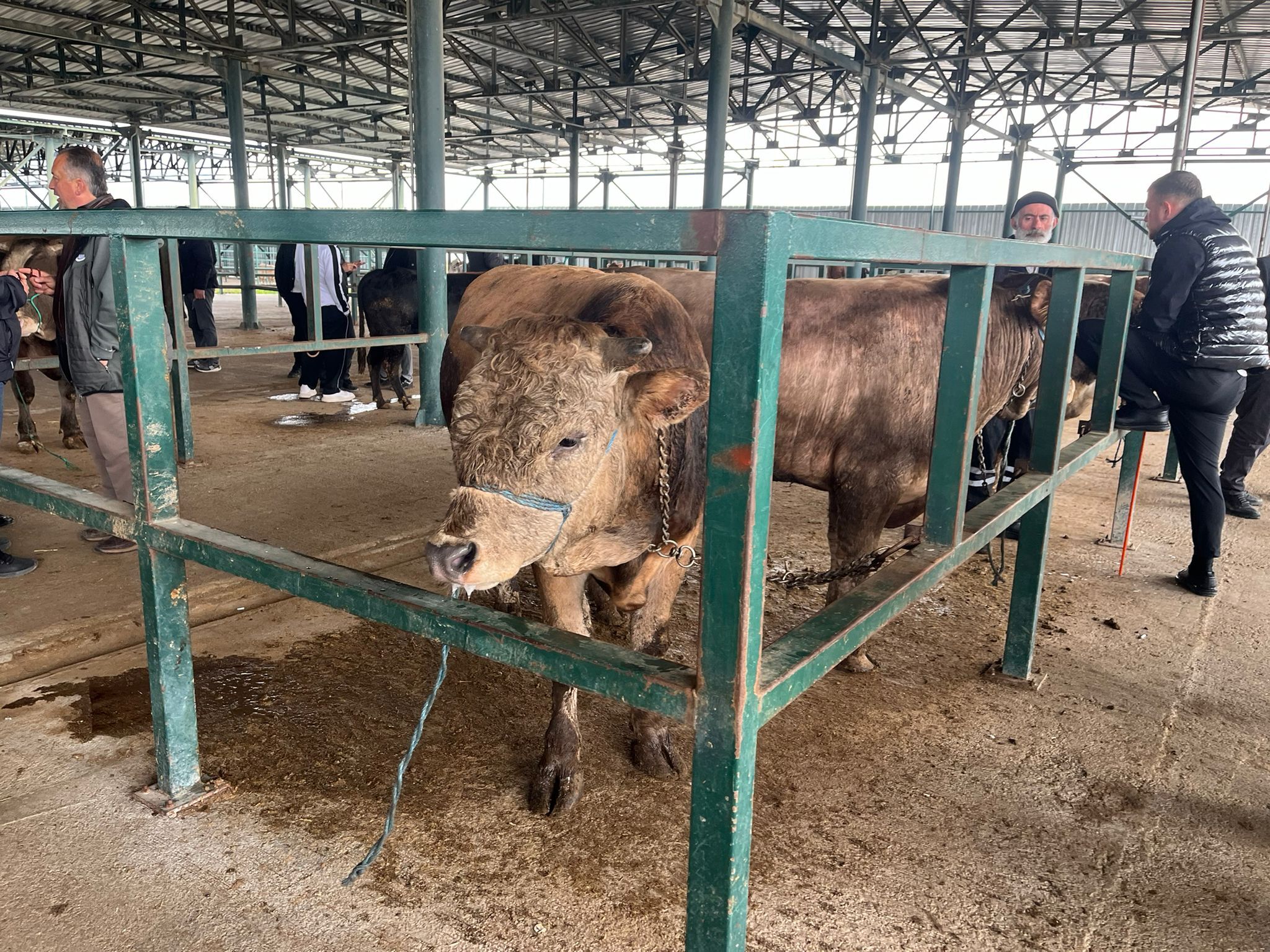 Kurban Pazarında Sessizlik Satıcı Da Alıcı Da Dertli (6)