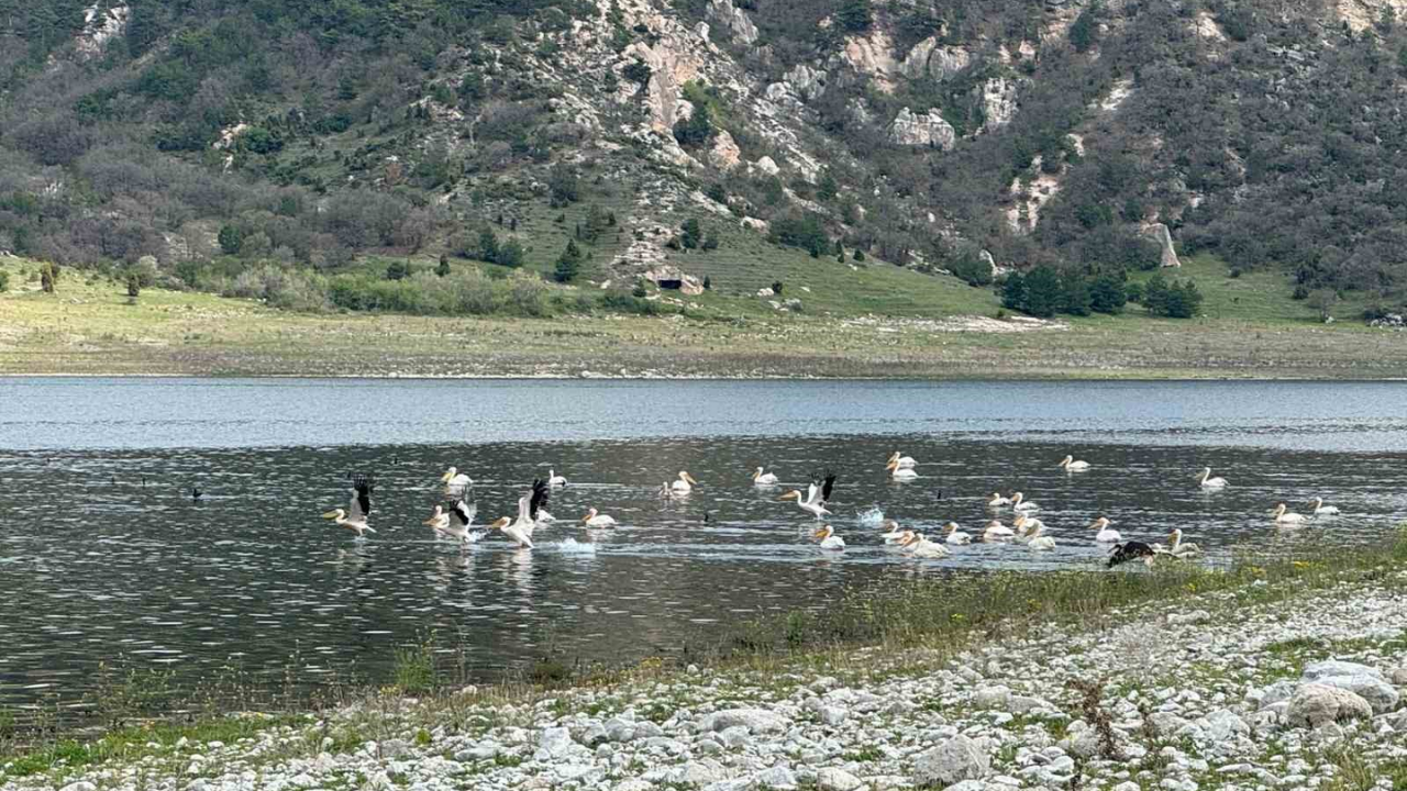 Leylekler Porsuk Barajı’na Akın Etti (1)