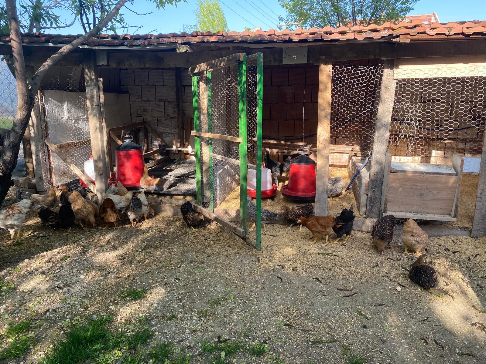 Yumurtada Mayıs Çukuru Üreticiyi Zorluyor (2)