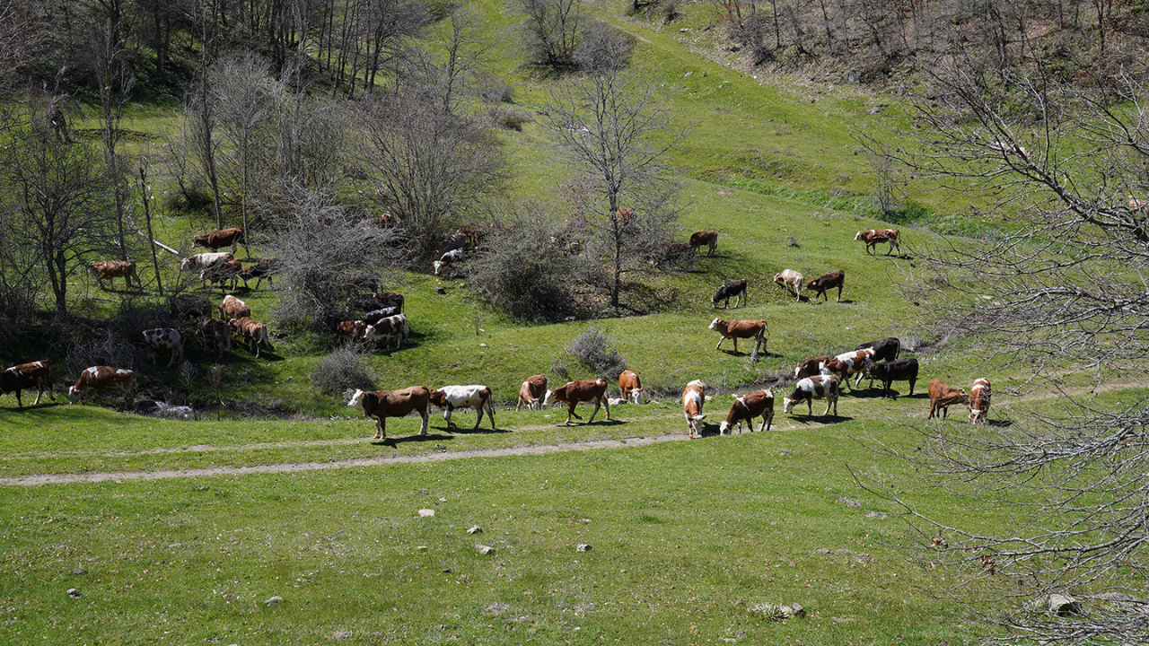 Alpagut Atalan Maden Projesinde Çed Krizi (2)