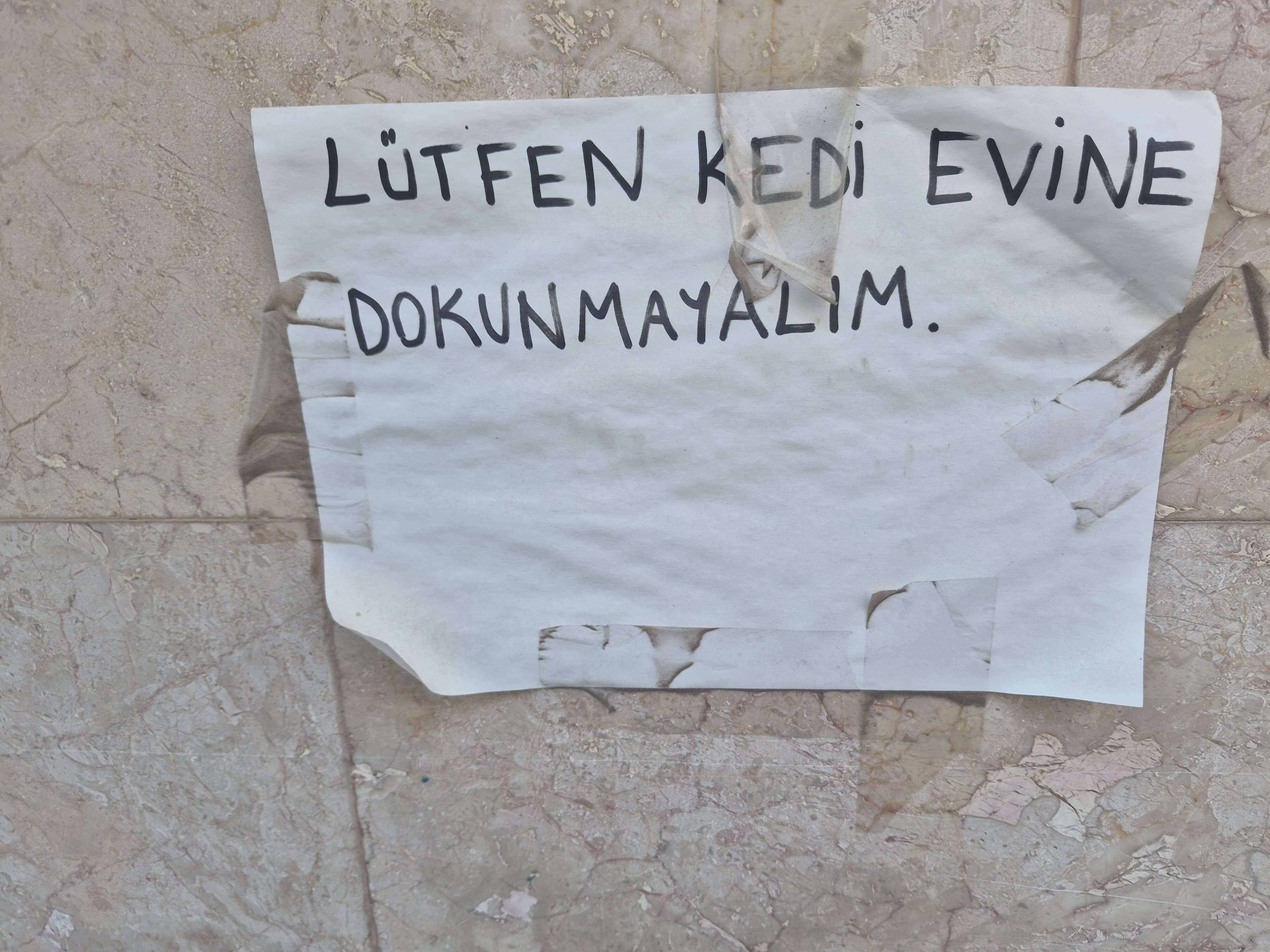 Kedi 1