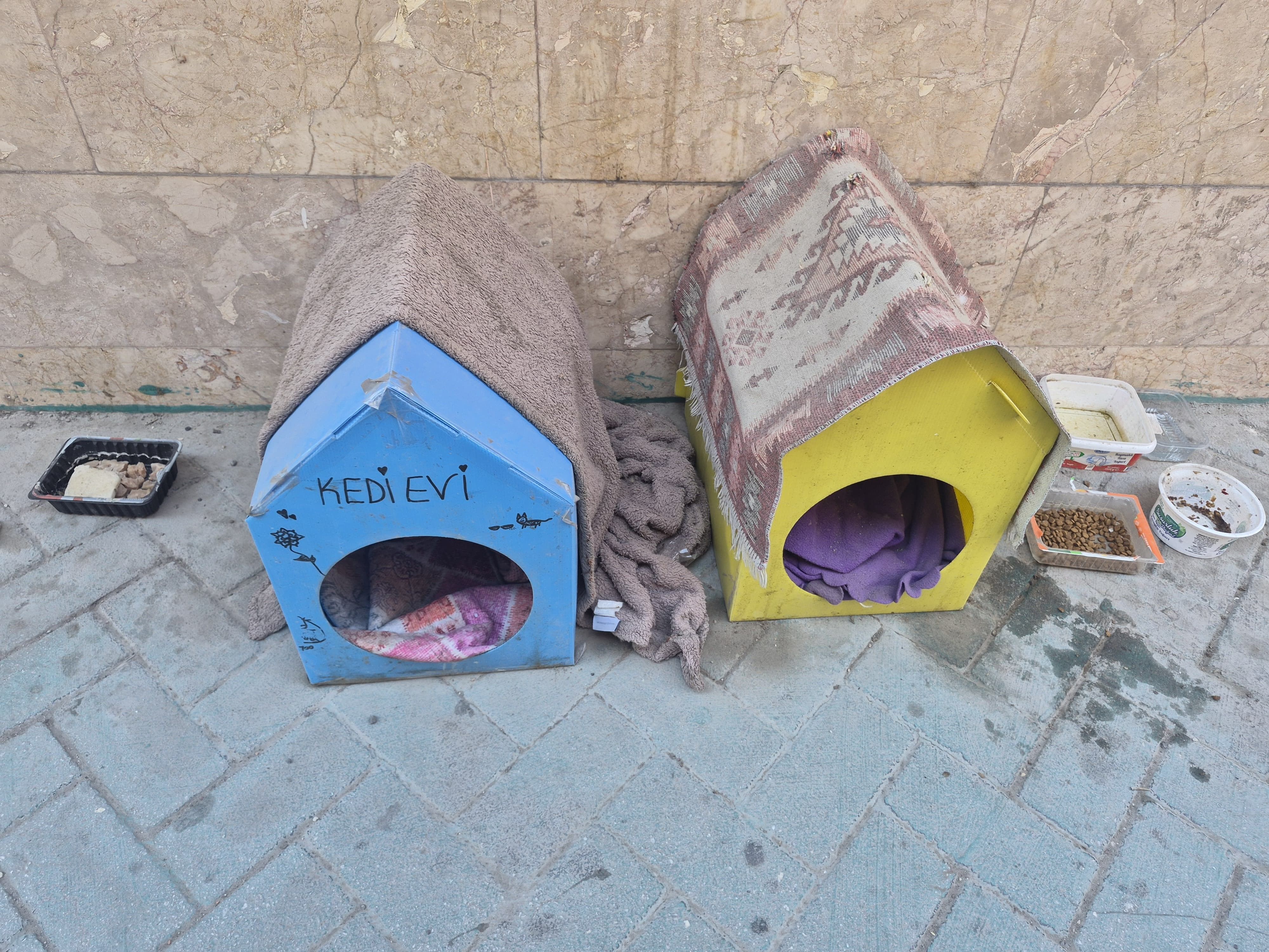 Kedi 3