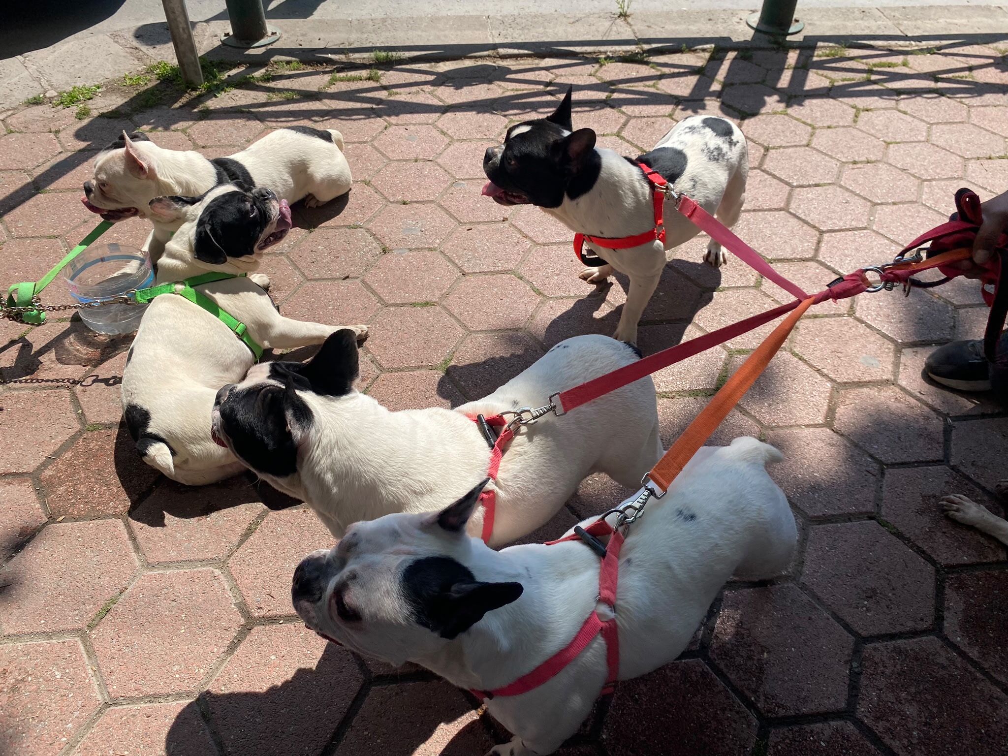 “Köpeklerim Ayrılmasın” Diyerek Destek İstedi (2)
